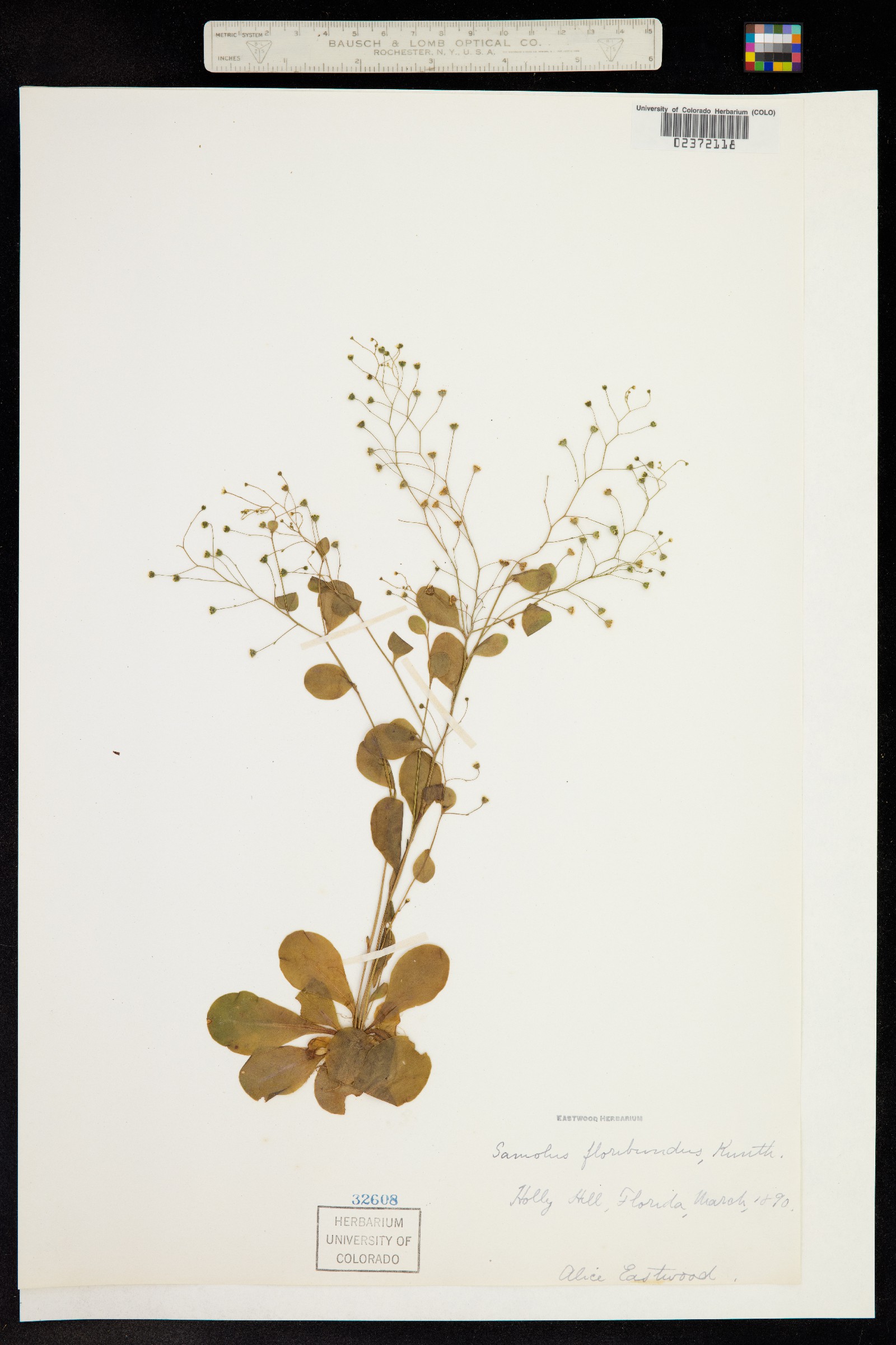 Samolus vagans image