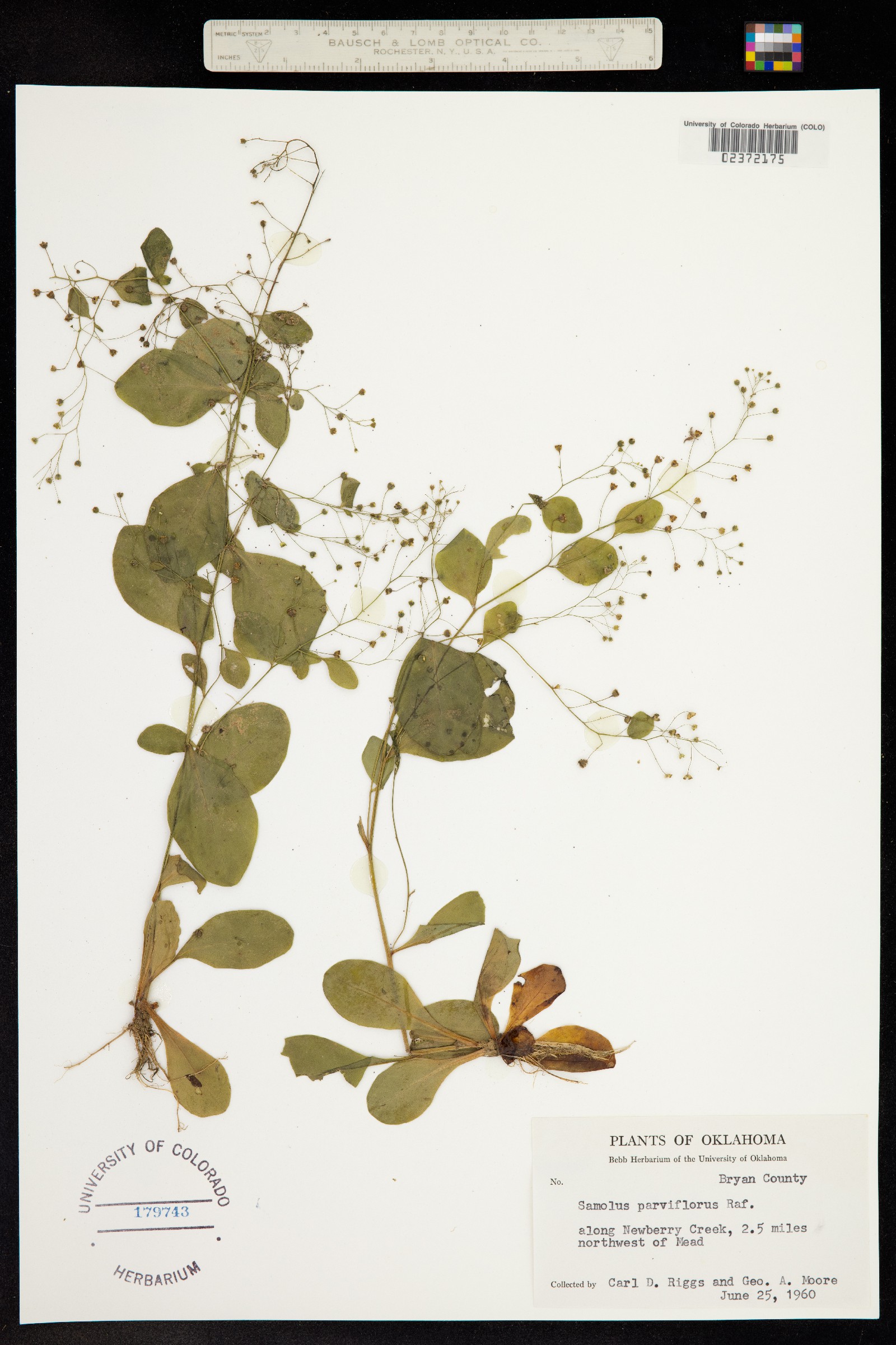 Samolus vagans image
