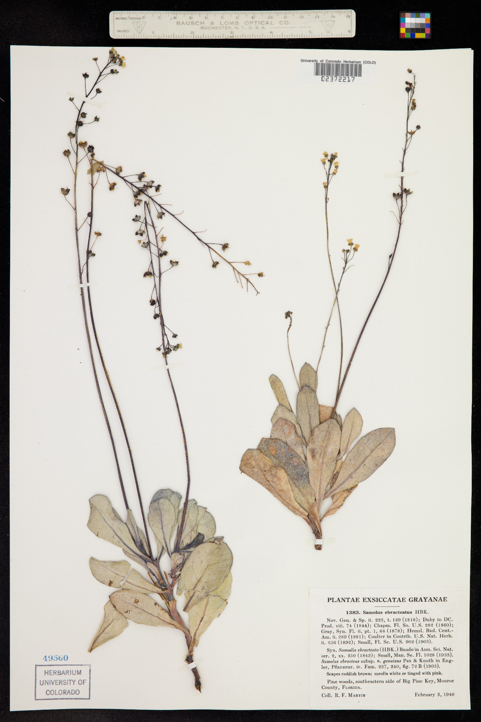 Samolus ebracteatus image