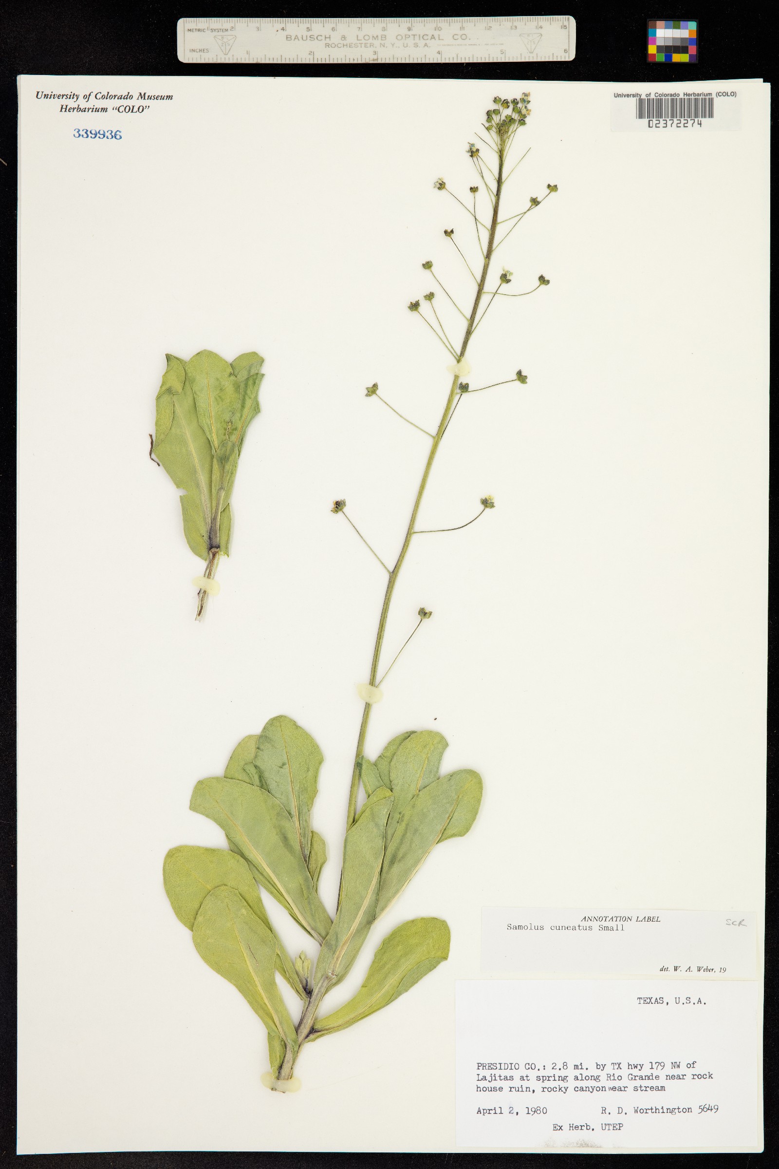 Samolus ebracteatus image