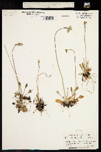 Primula laurentiana image