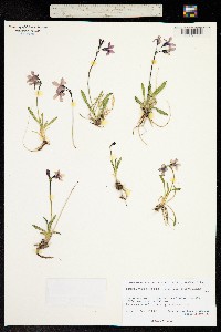Image of Primula tschuktschorum
