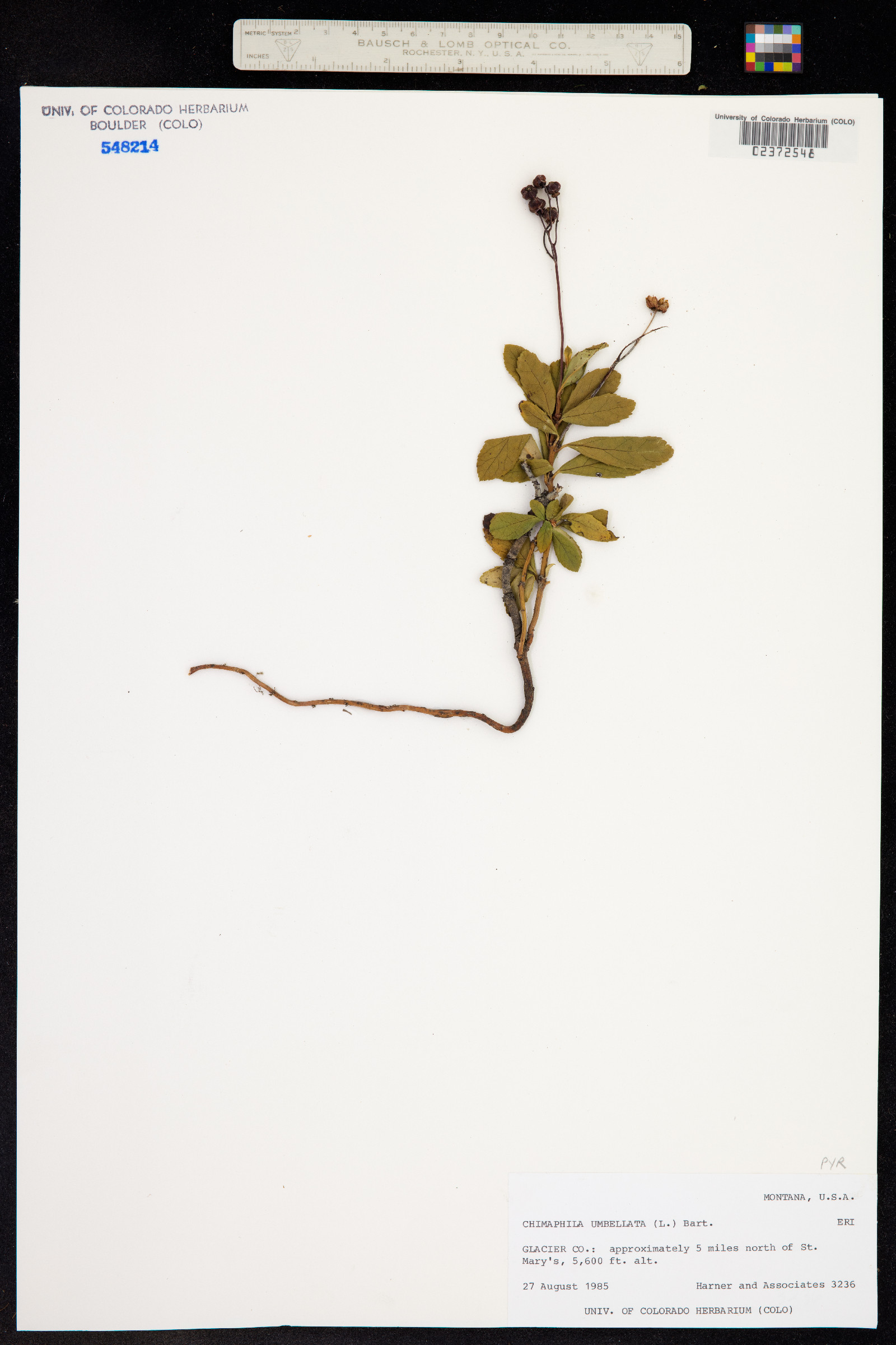 Chimaphila umbellata image