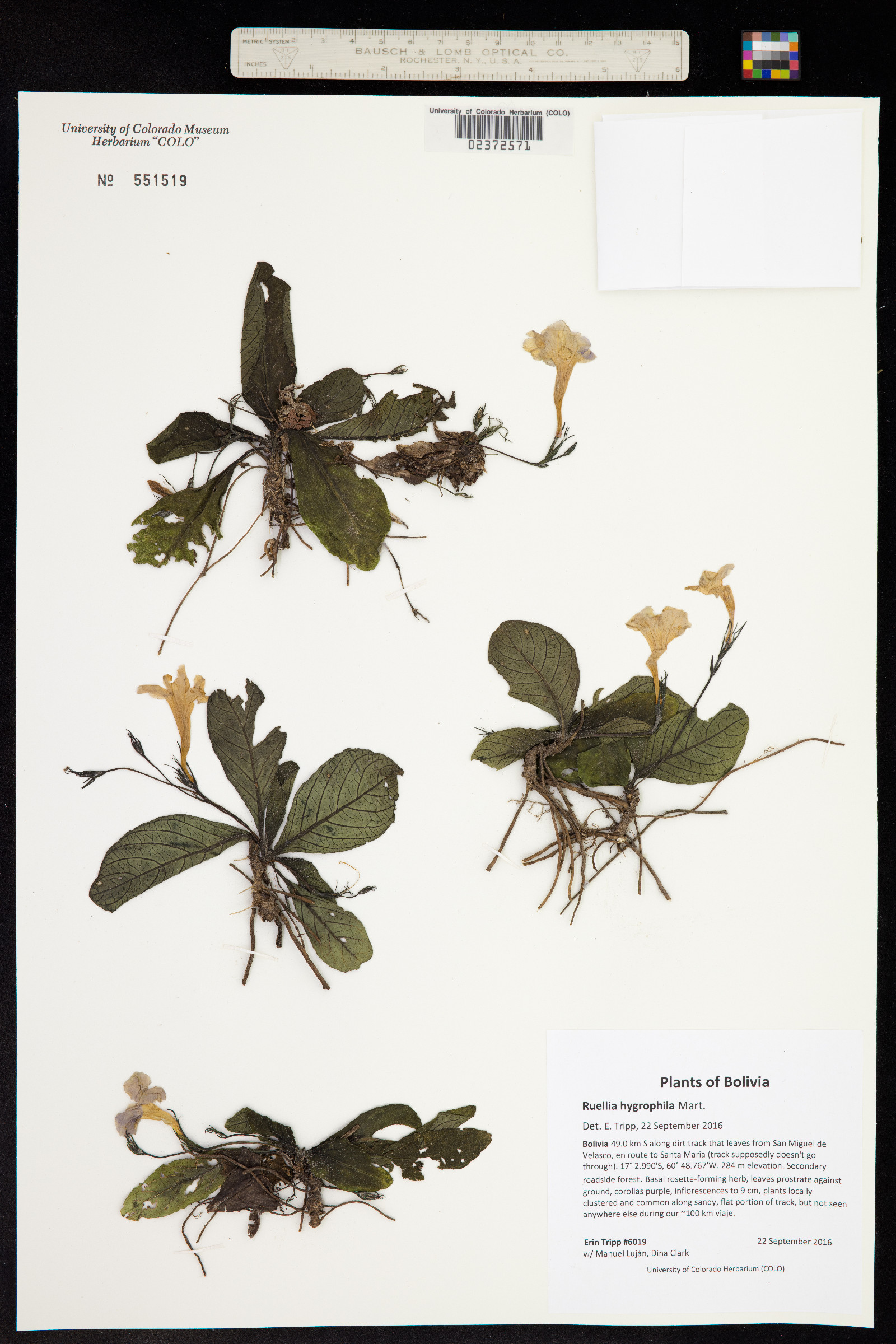 Ruellia hygrophila image