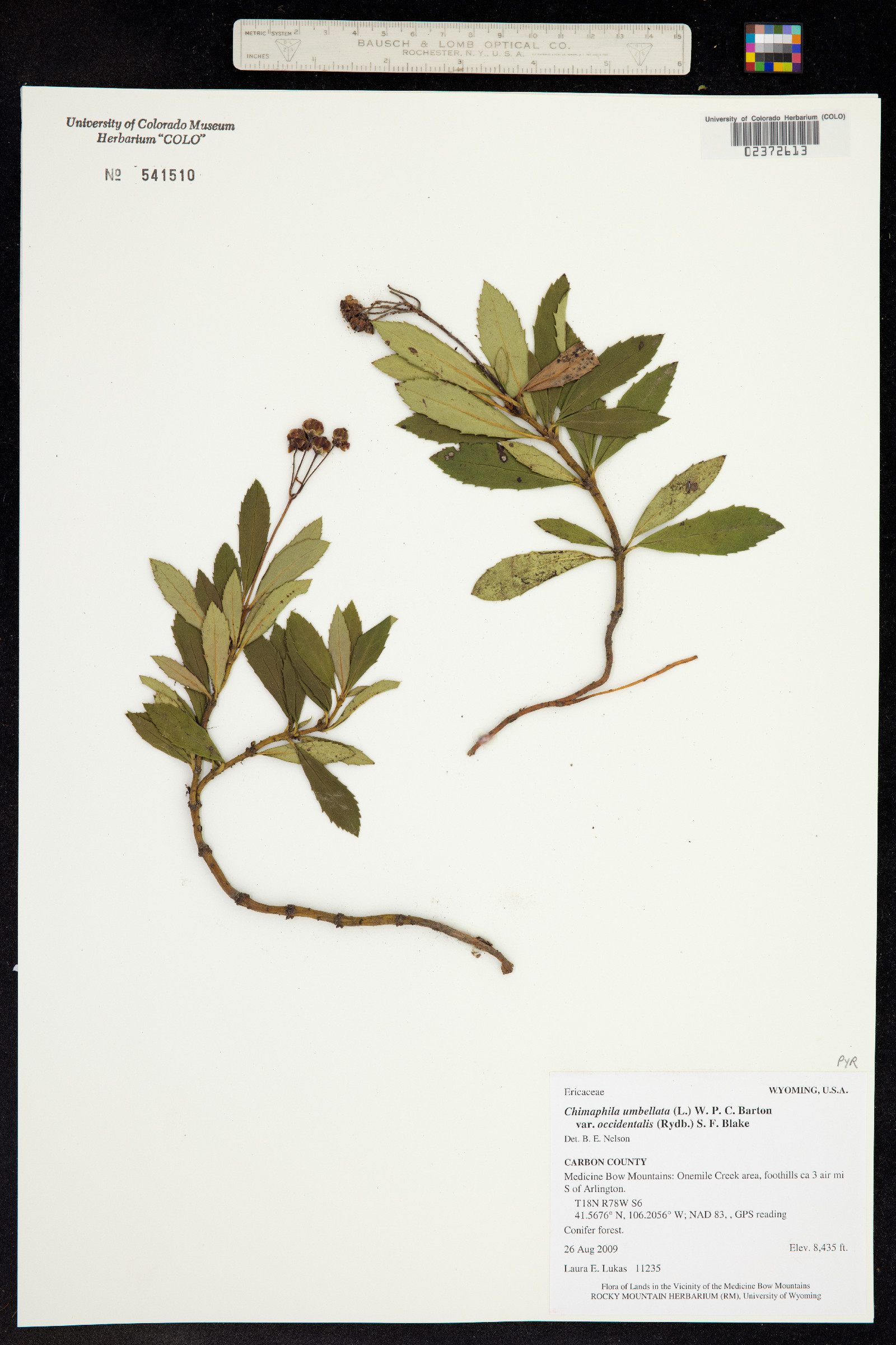 Chimaphila umbellata ssp. occidentalis image