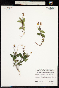 Chimaphila menziesii image