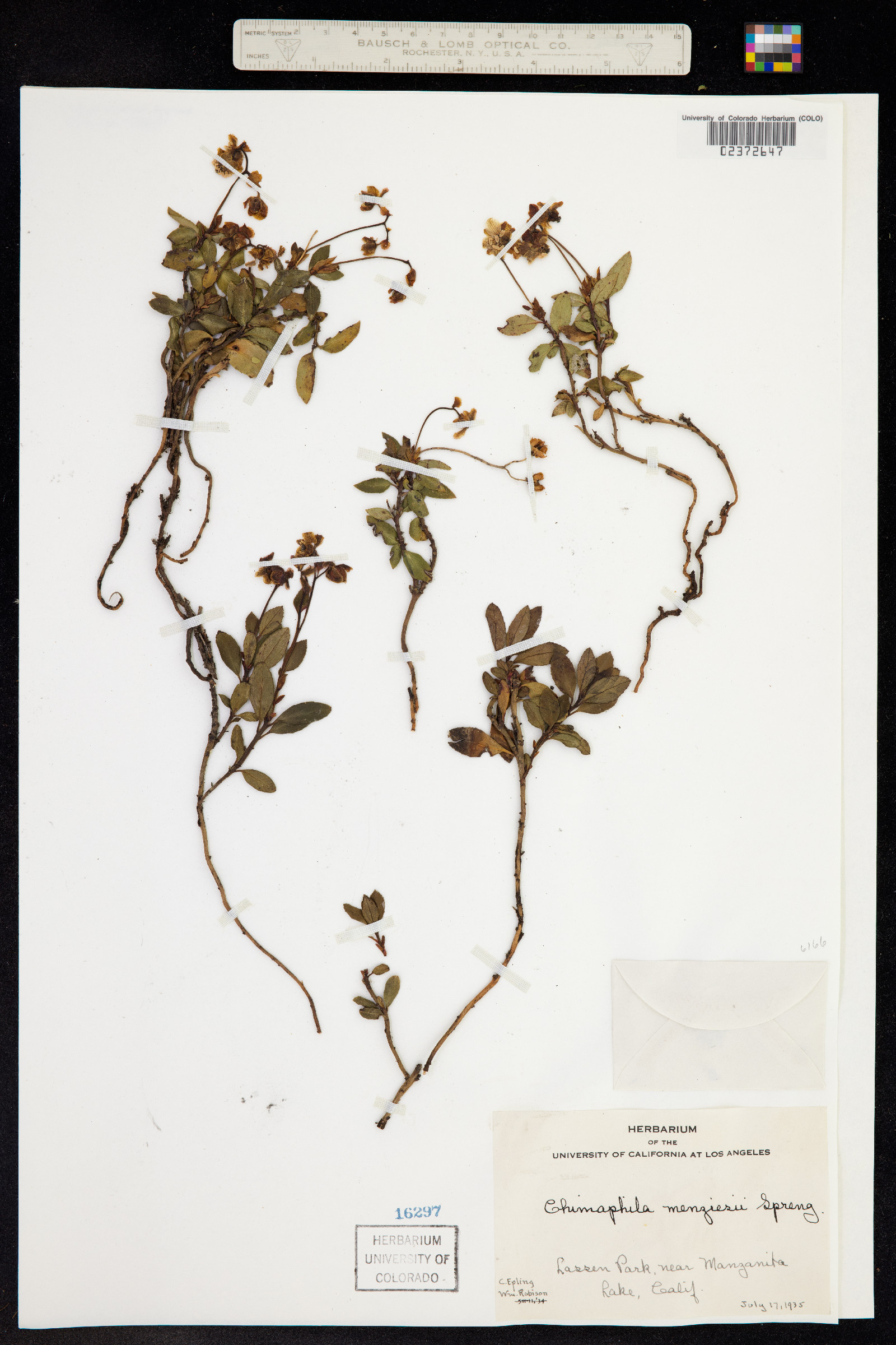 Chimaphila menziesii image