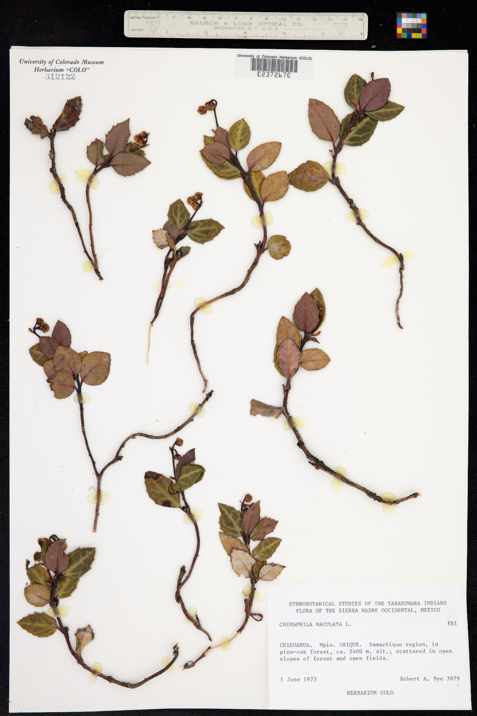 Chimaphila maculata image