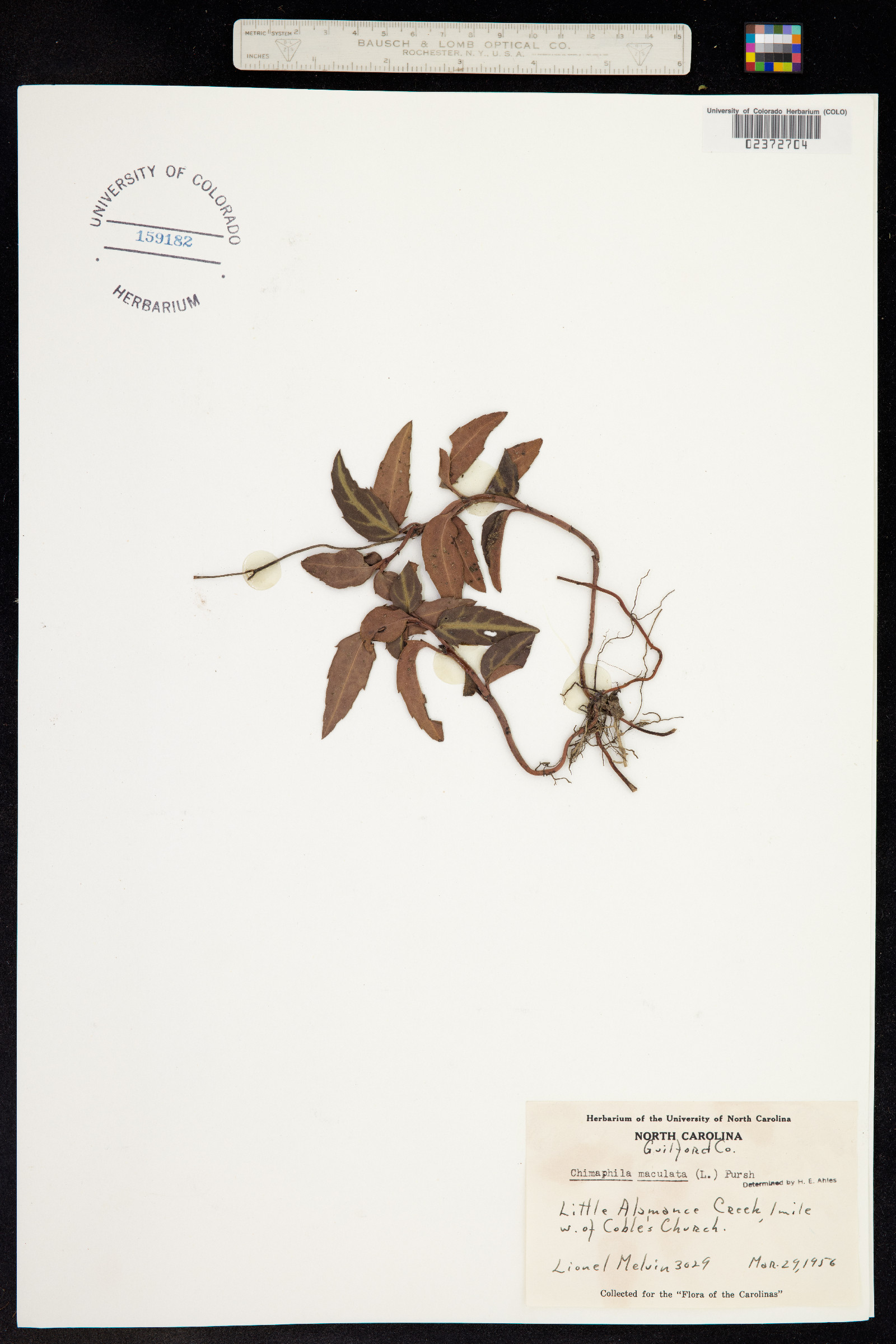 Chimaphila maculata image