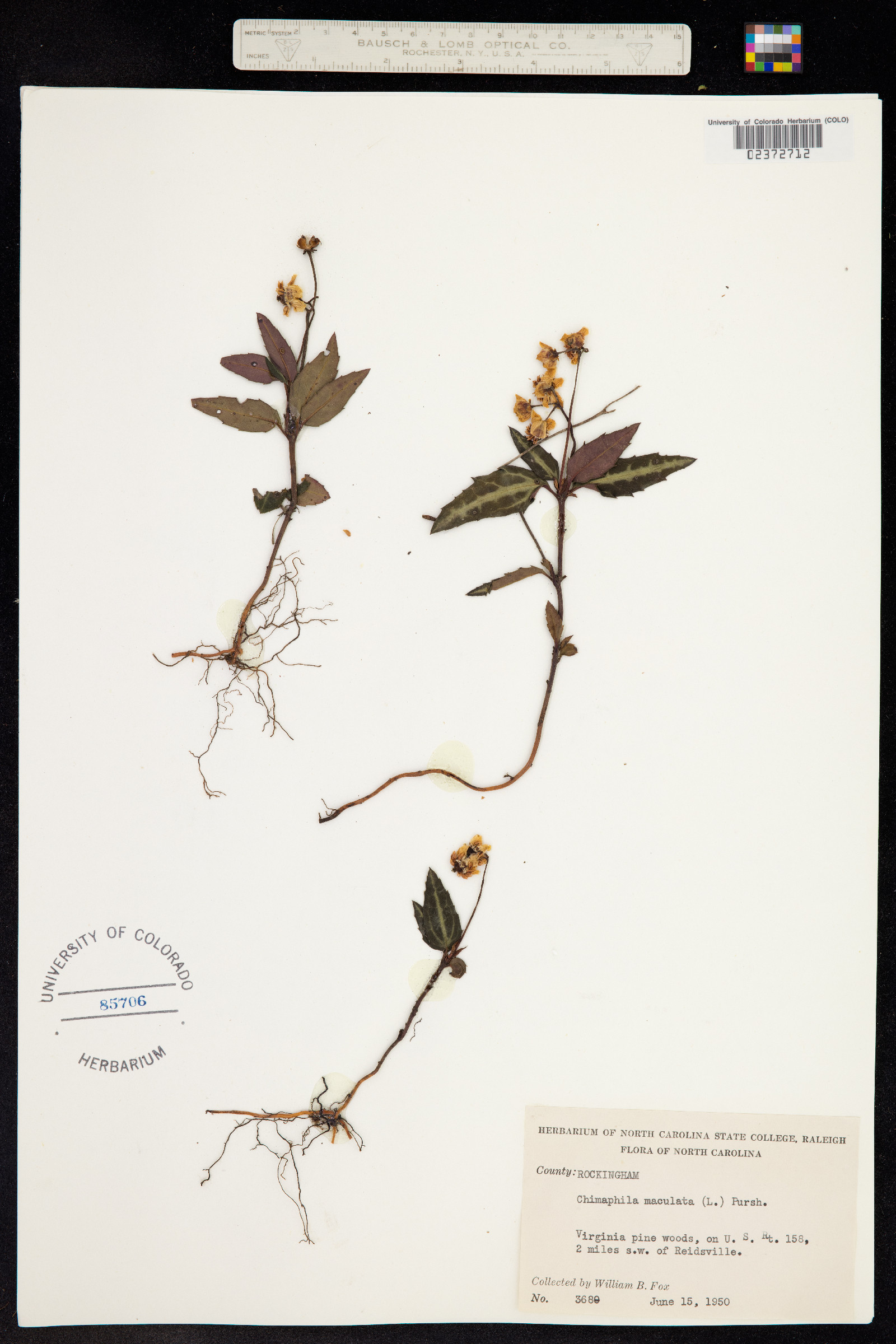 Chimaphila maculata image