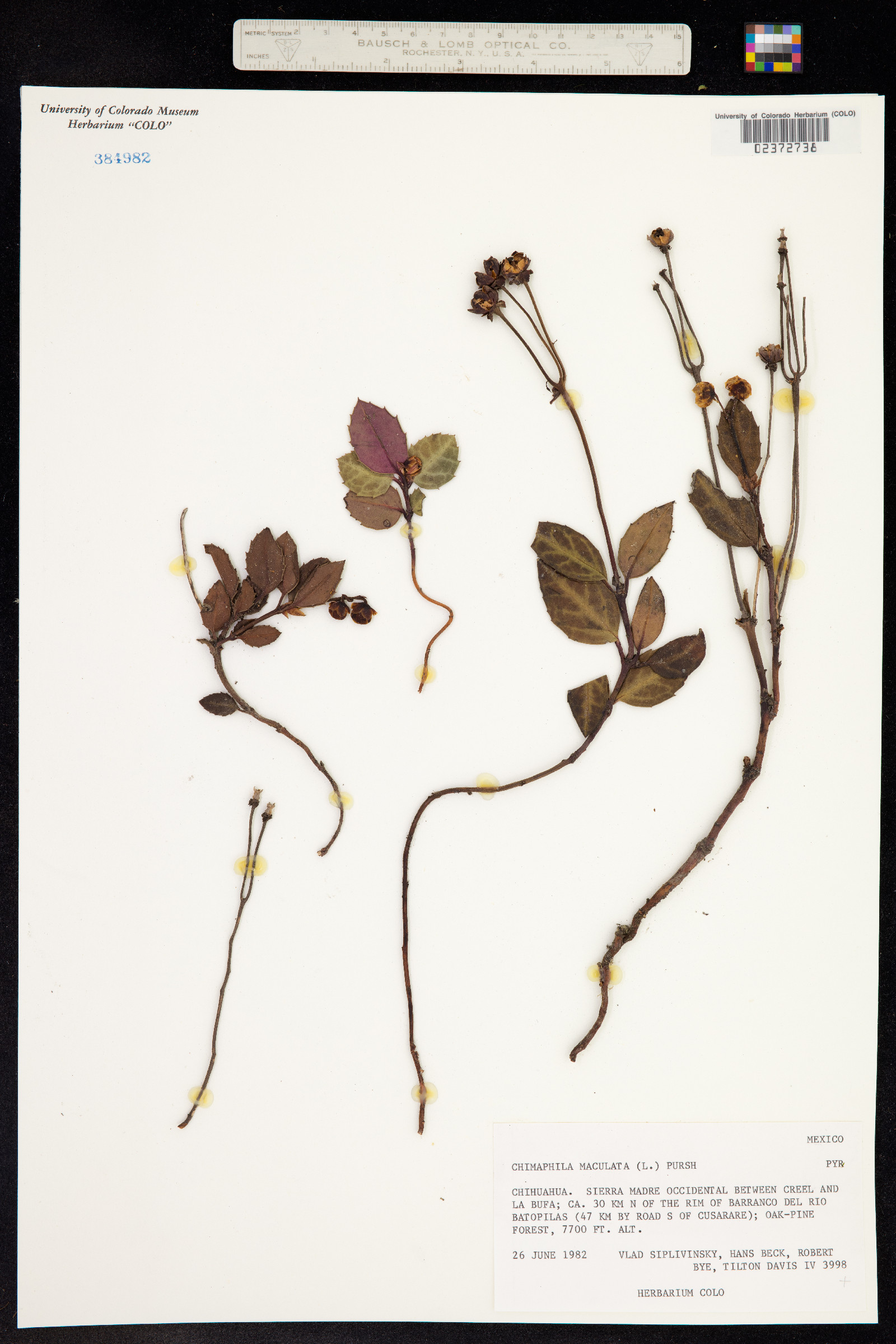 Chimaphila maculata image