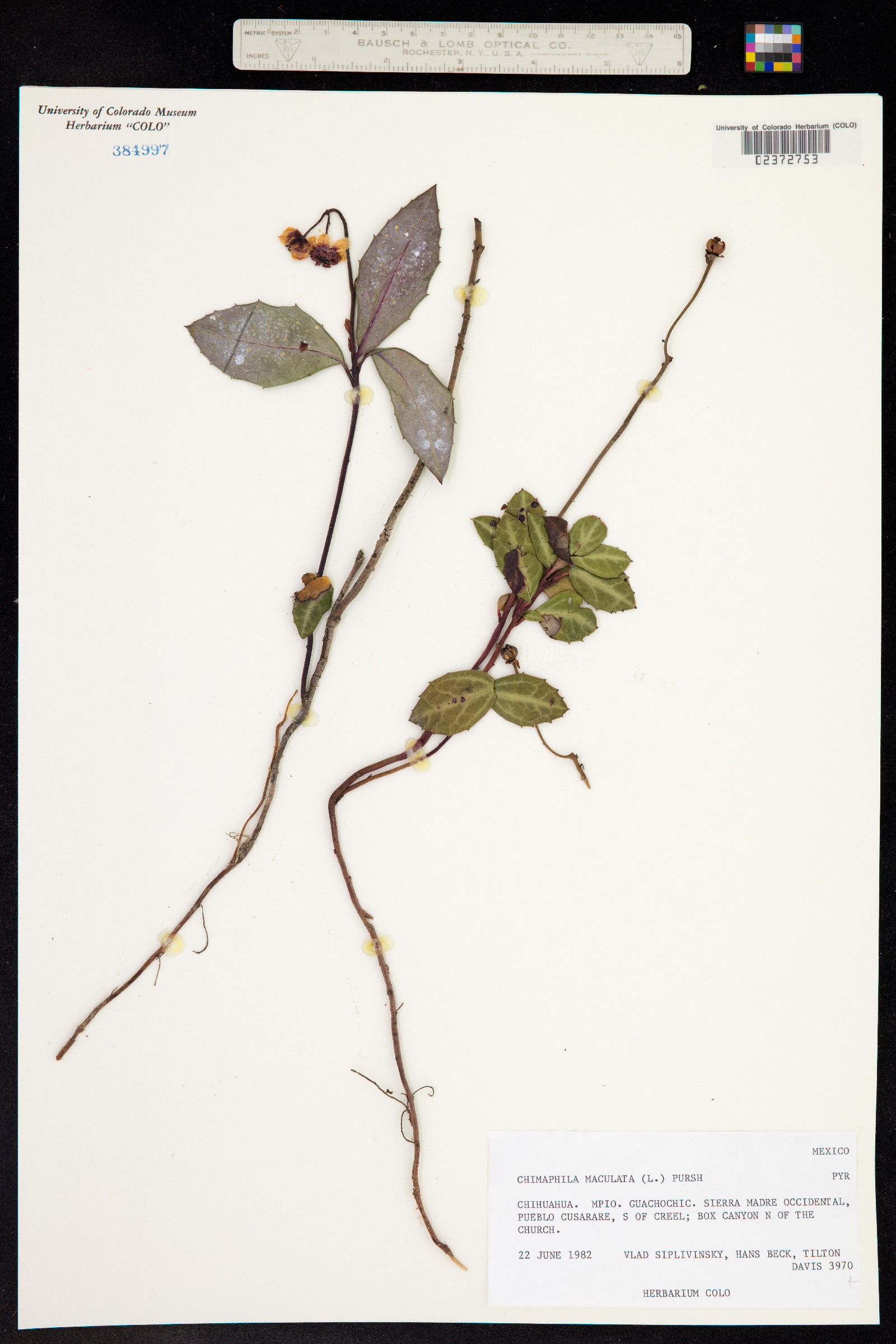 Chimaphila maculata image