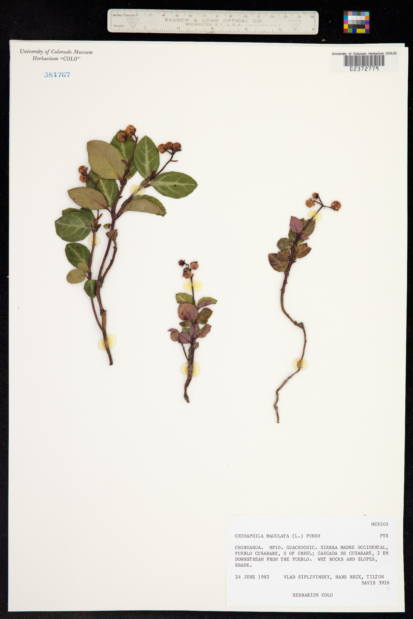 Chimaphila maculata image