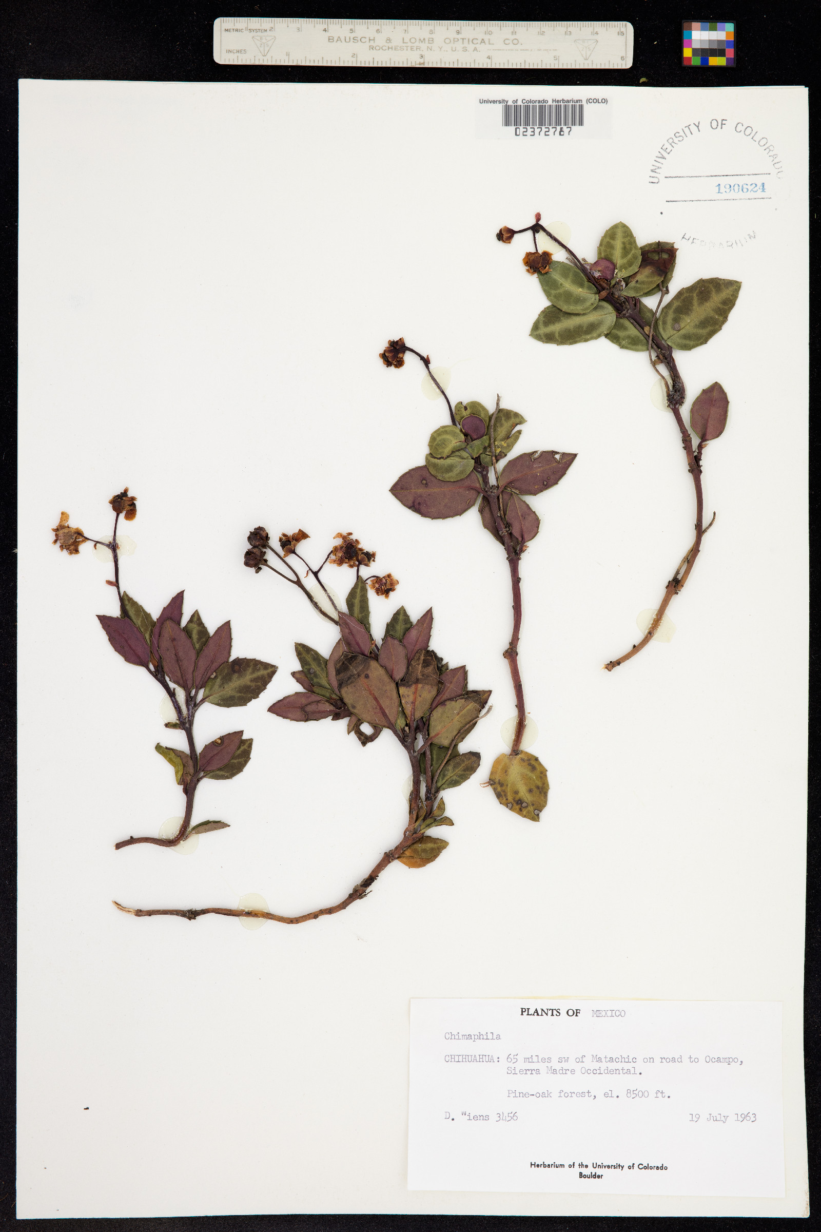 Chimaphila maculata image