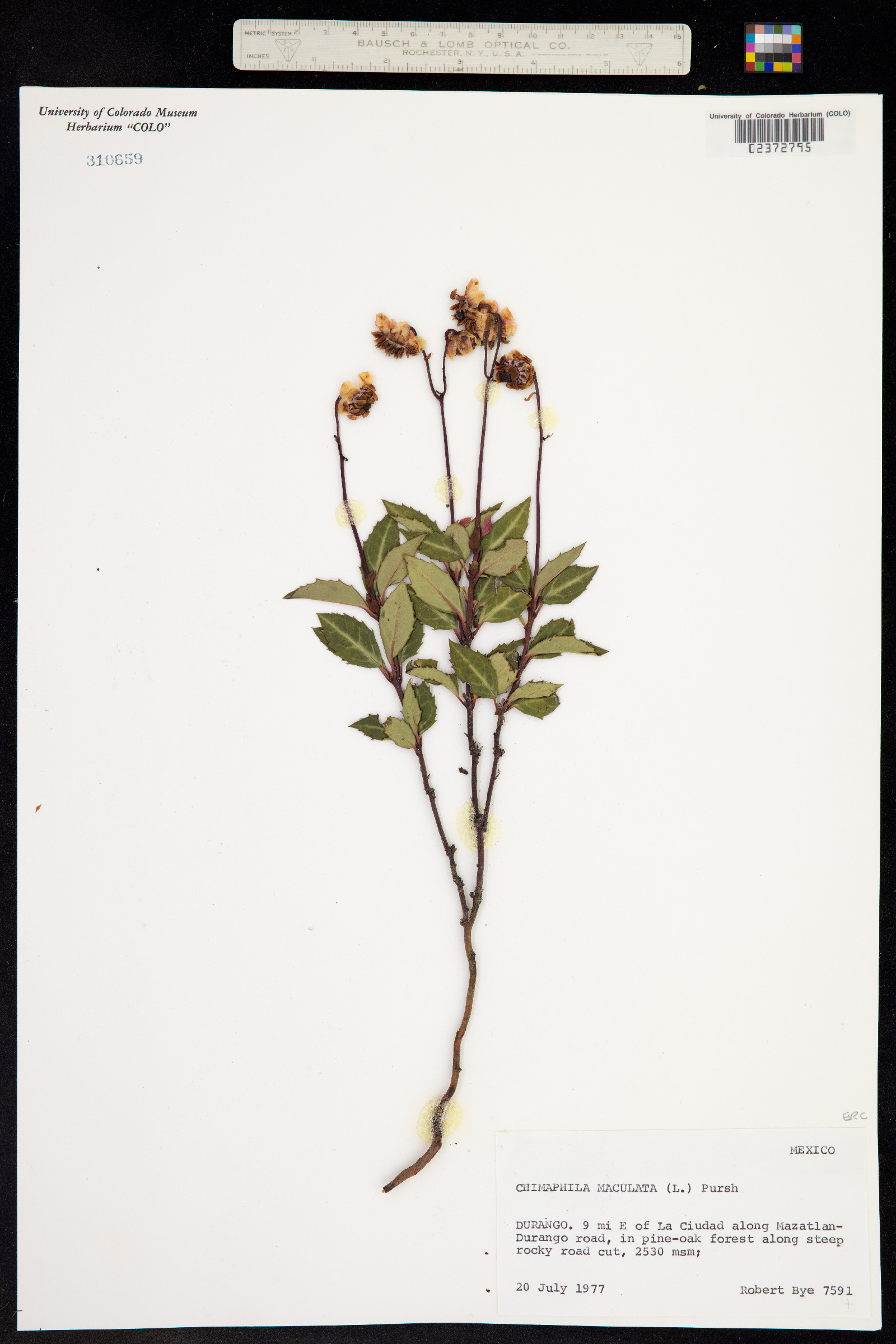 Chimaphila maculata image