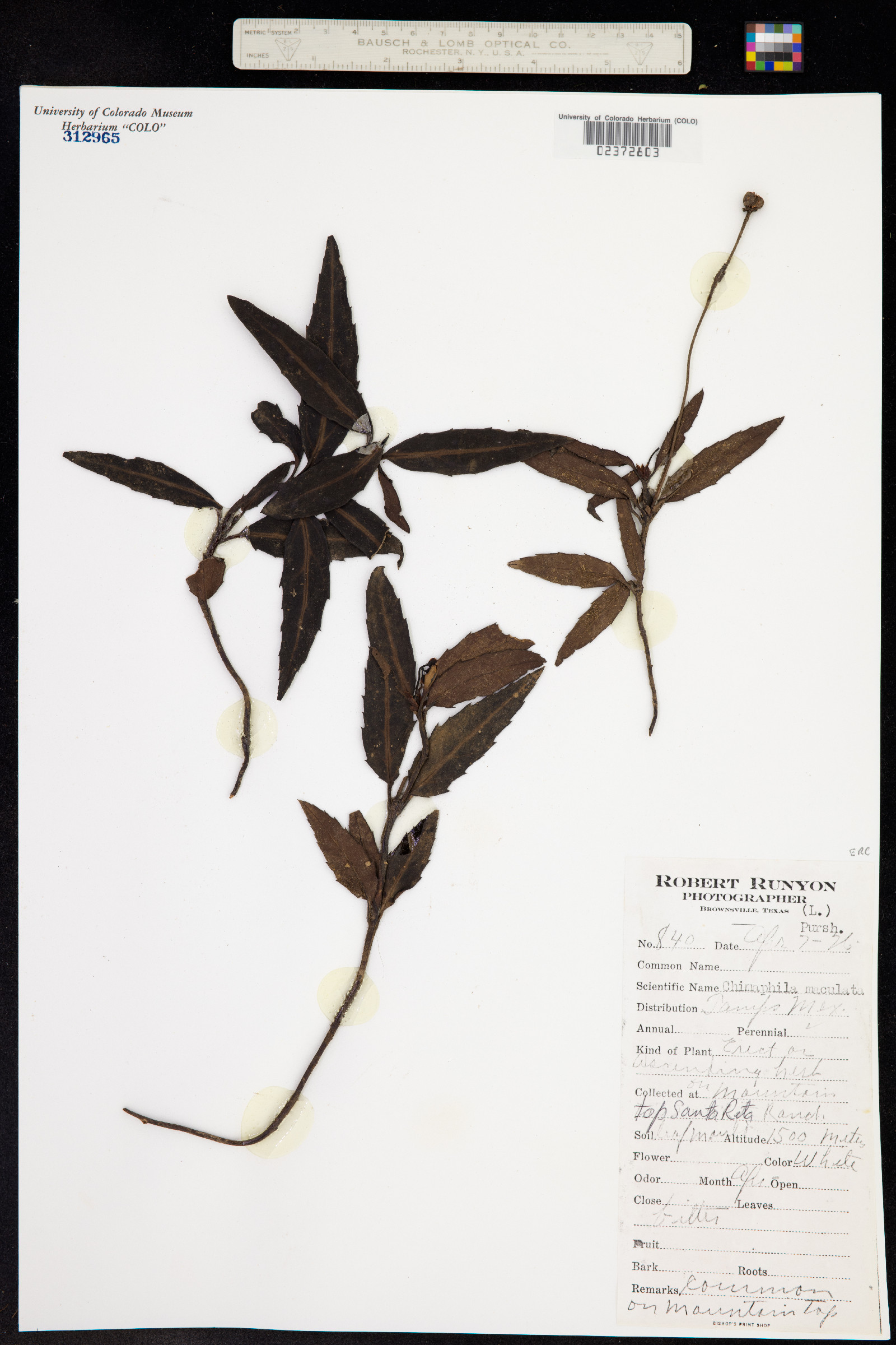 Chimaphila maculata image