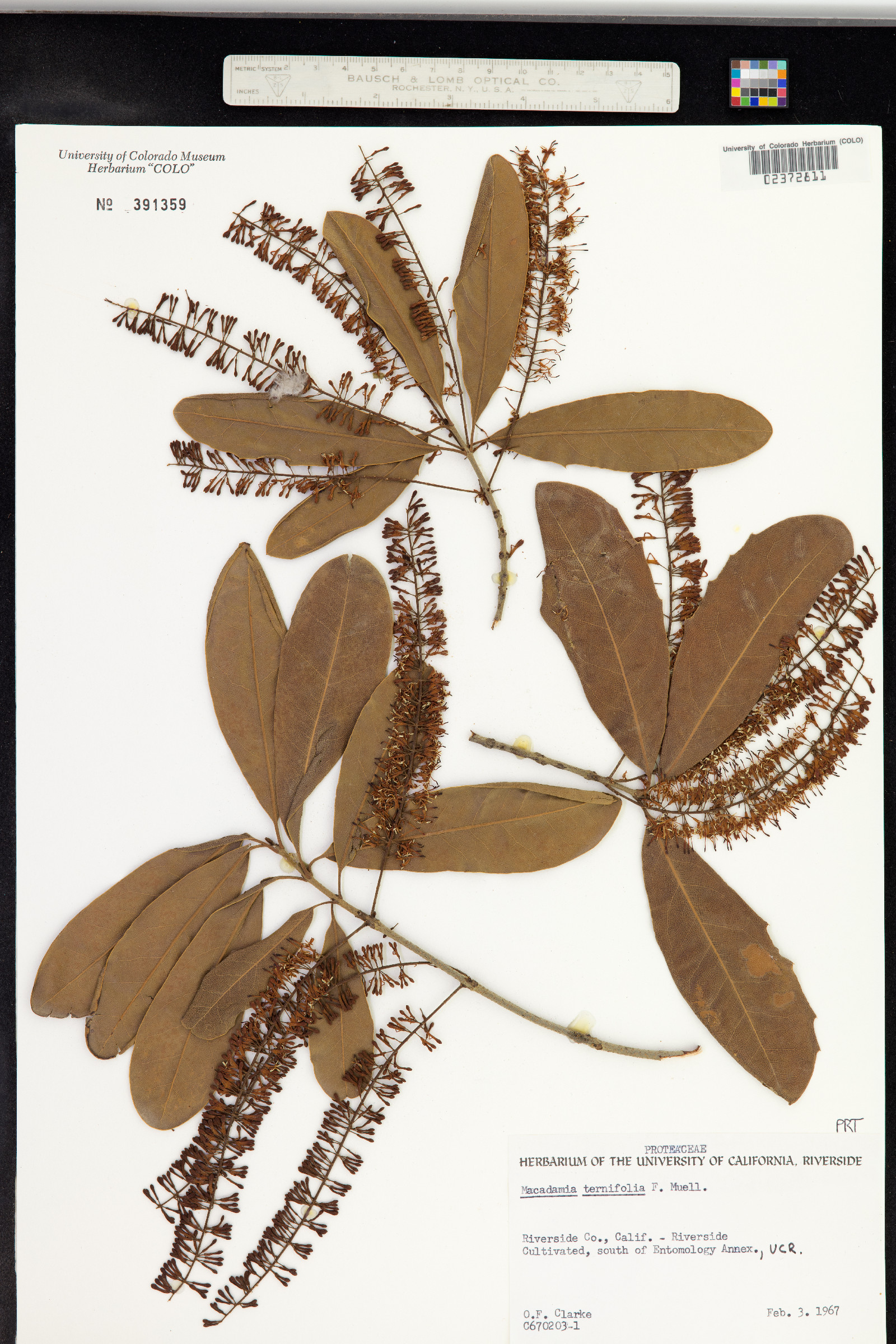 Macadamia ternifolia image