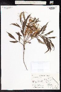 Image of Grevillea robusta