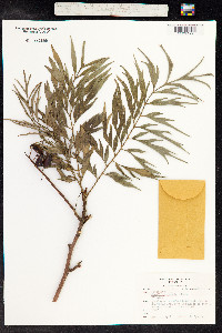 Grevillea robusta image