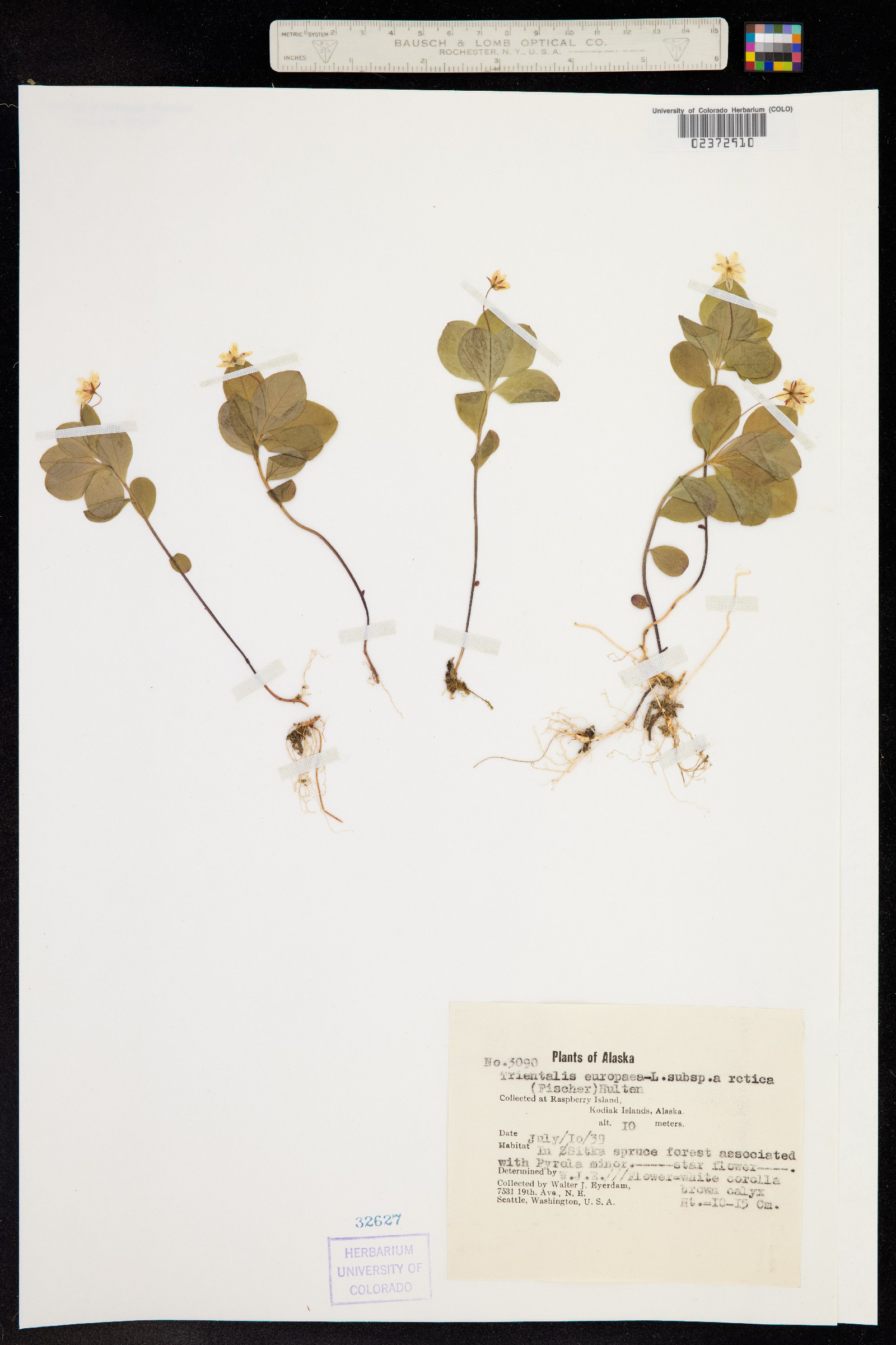 Trientalis europaea image