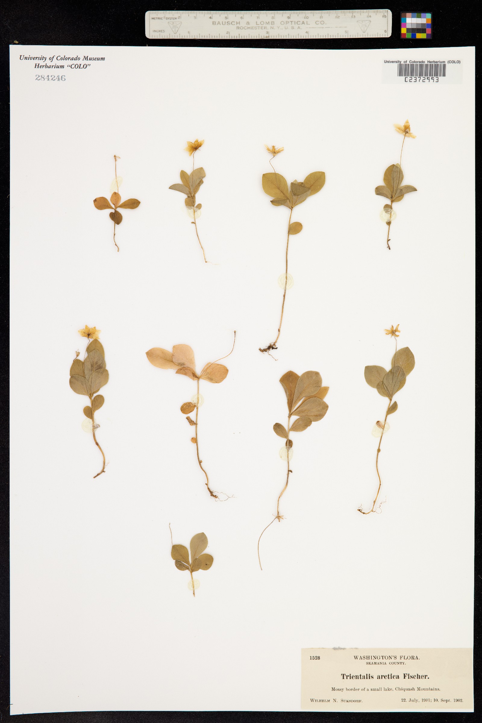Trientalis europaea image