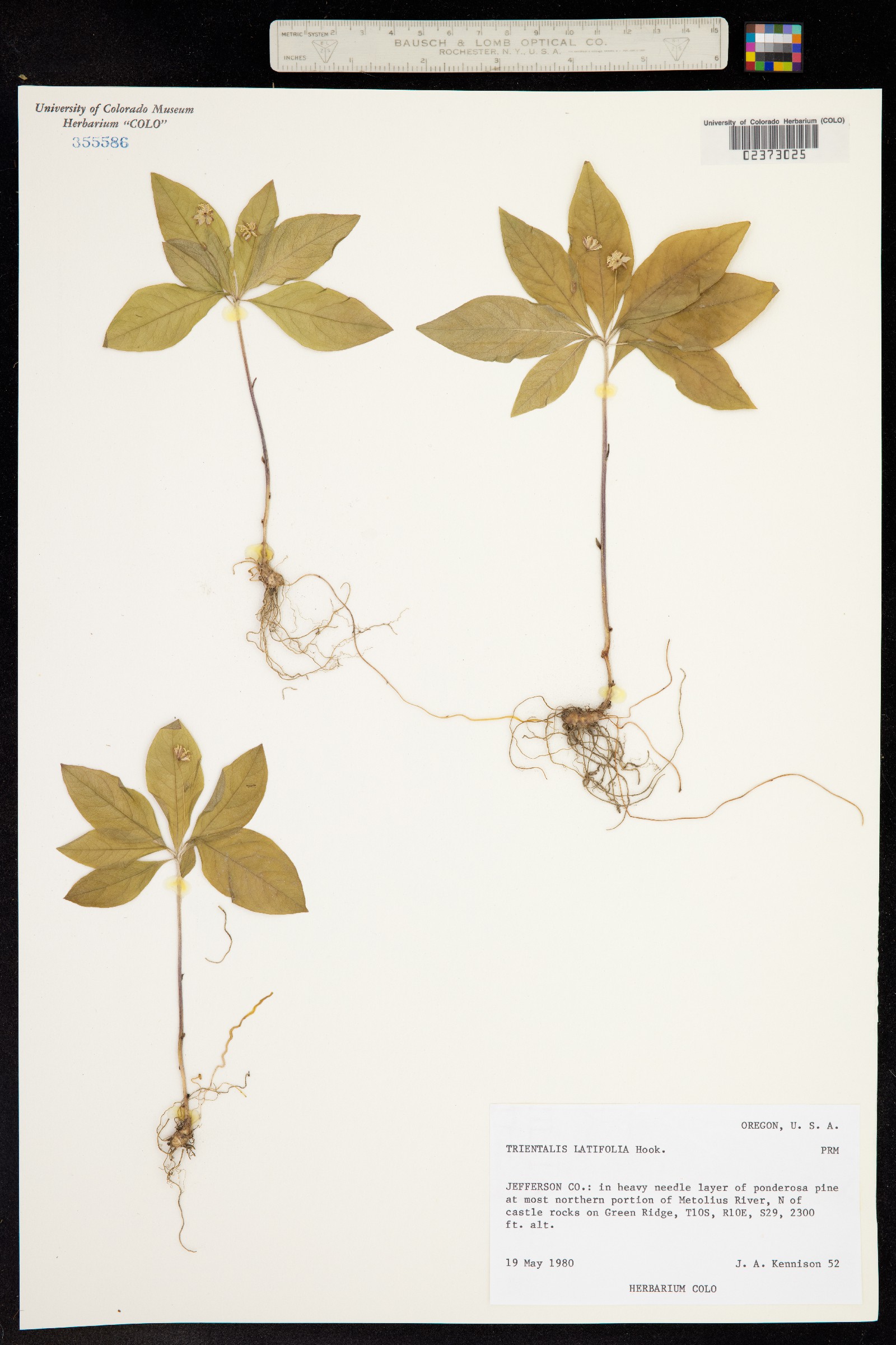 Trientalis latifolia image