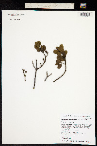 Image of Phoradendron eatonii