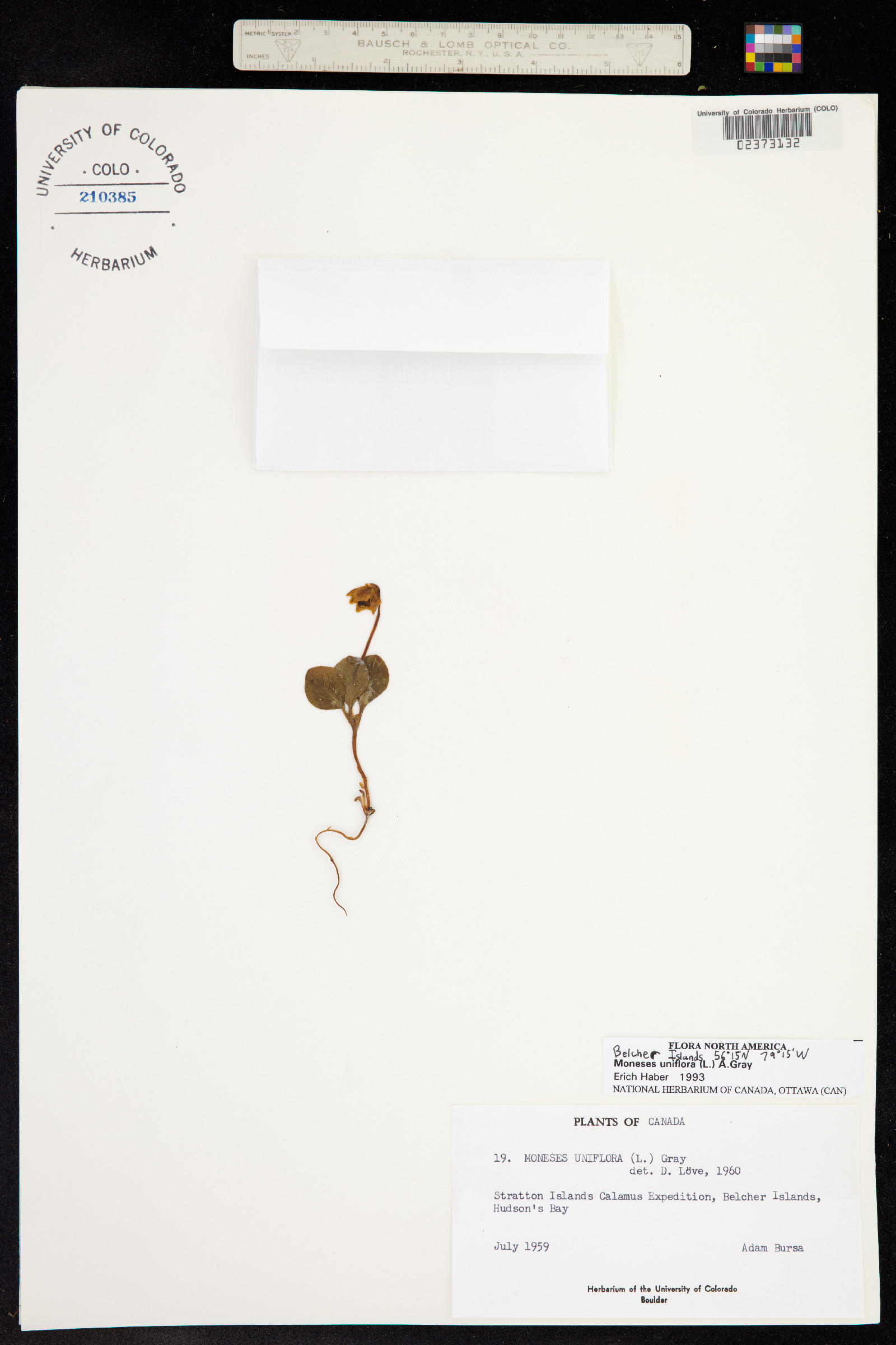 Moneses uniflora image