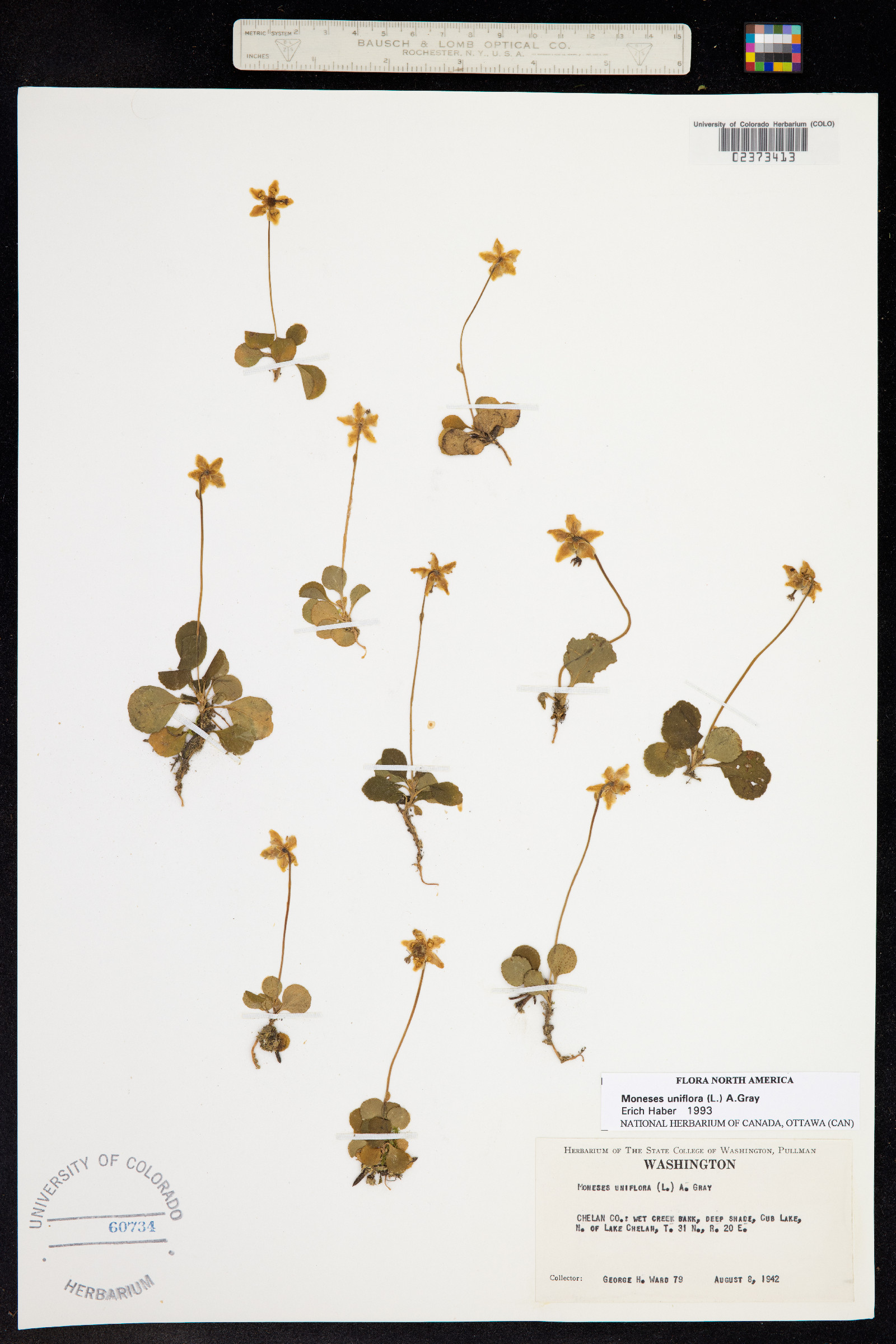 Moneses uniflora image