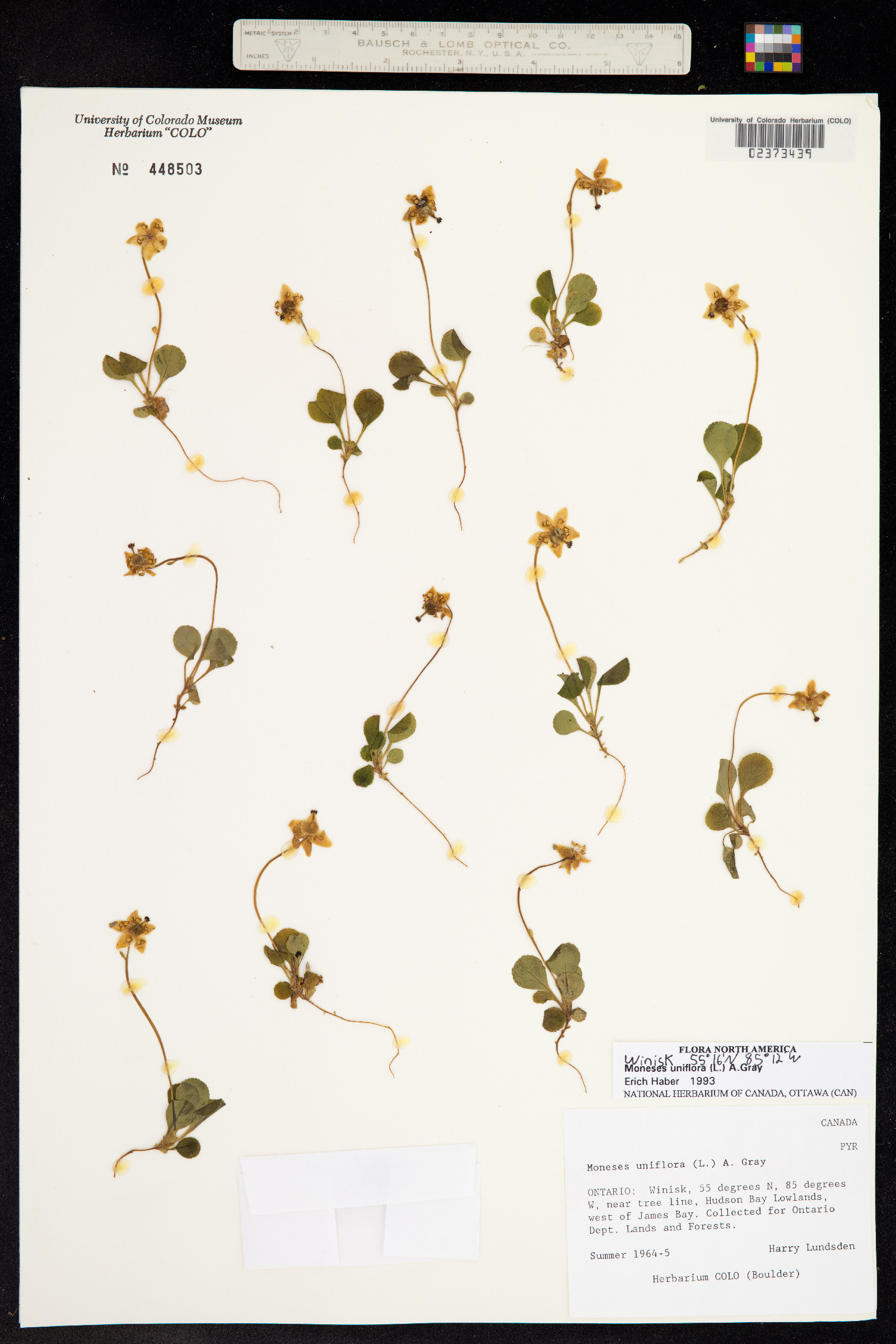 Moneses uniflora image