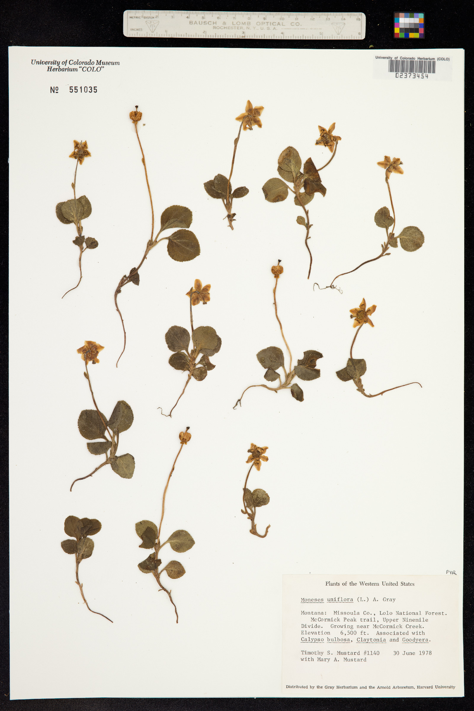 Moneses uniflora image