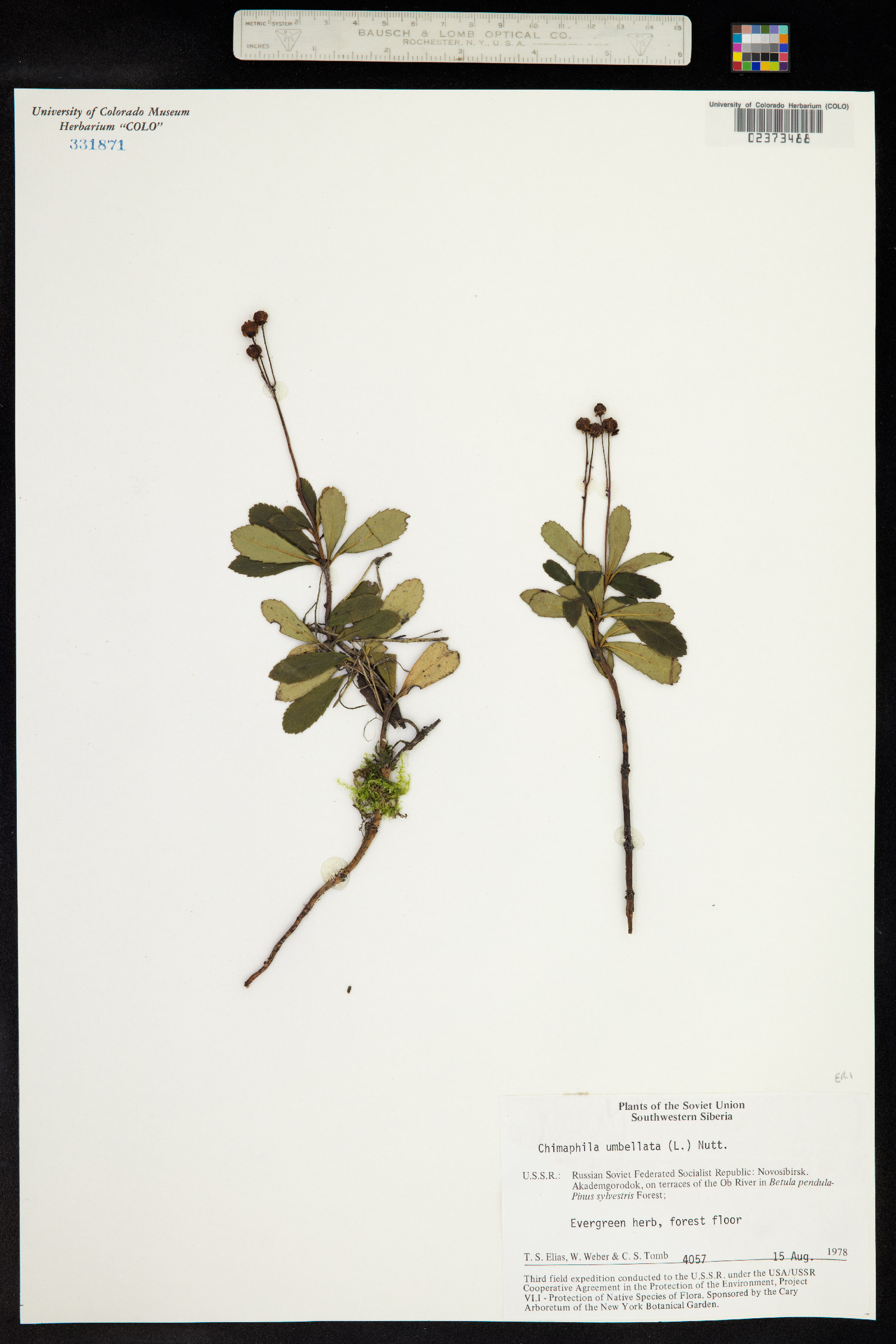 Chimaphila umbellata image
