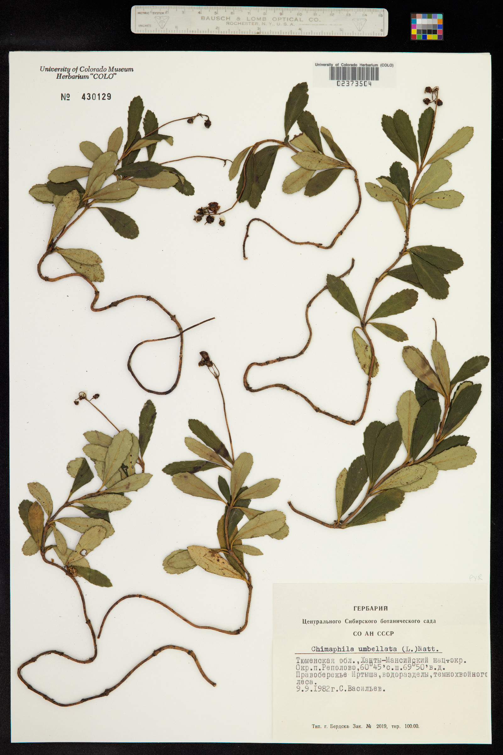 Chimaphila umbellata image