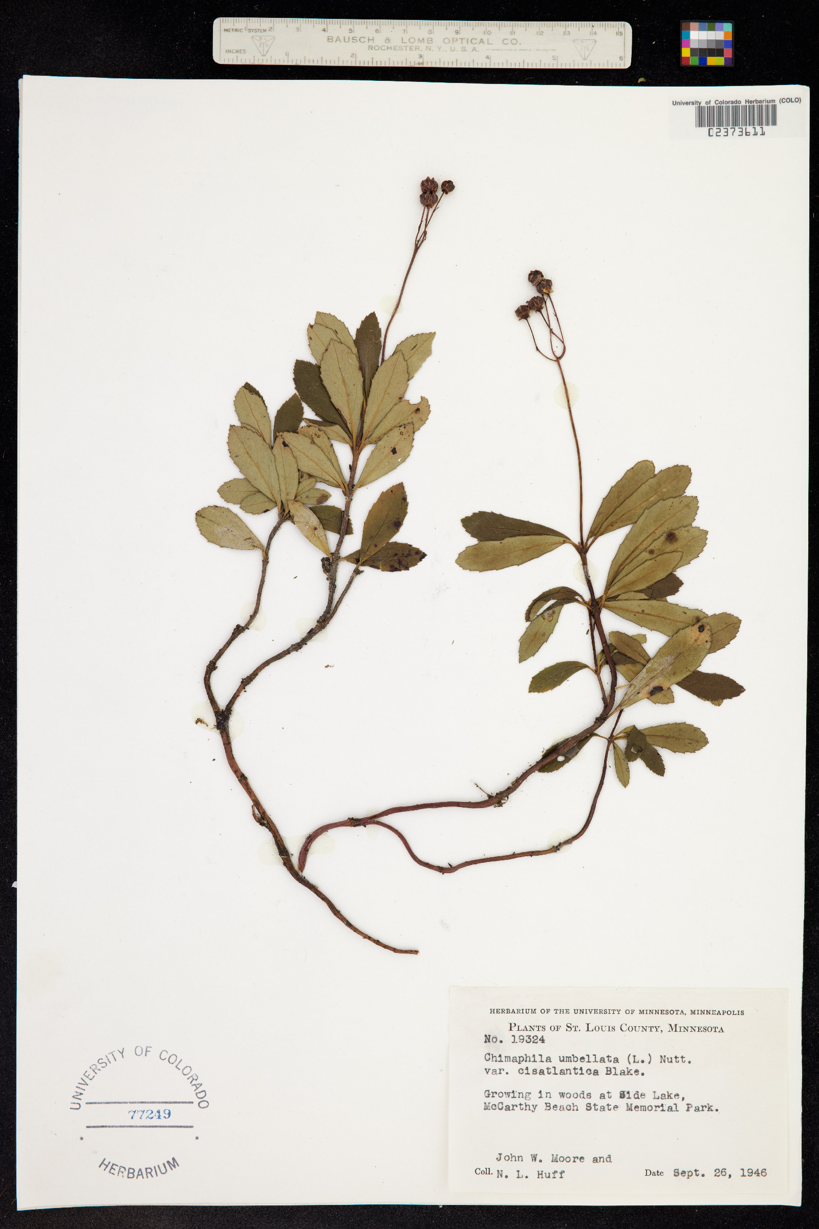 Chimaphila umbellata image