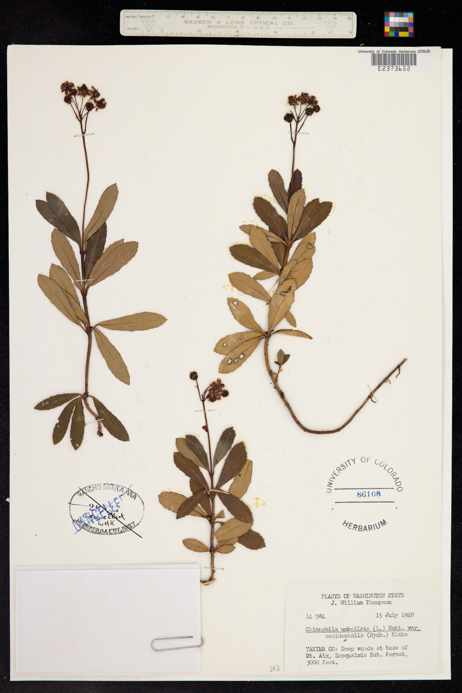 Chimaphila umbellata image