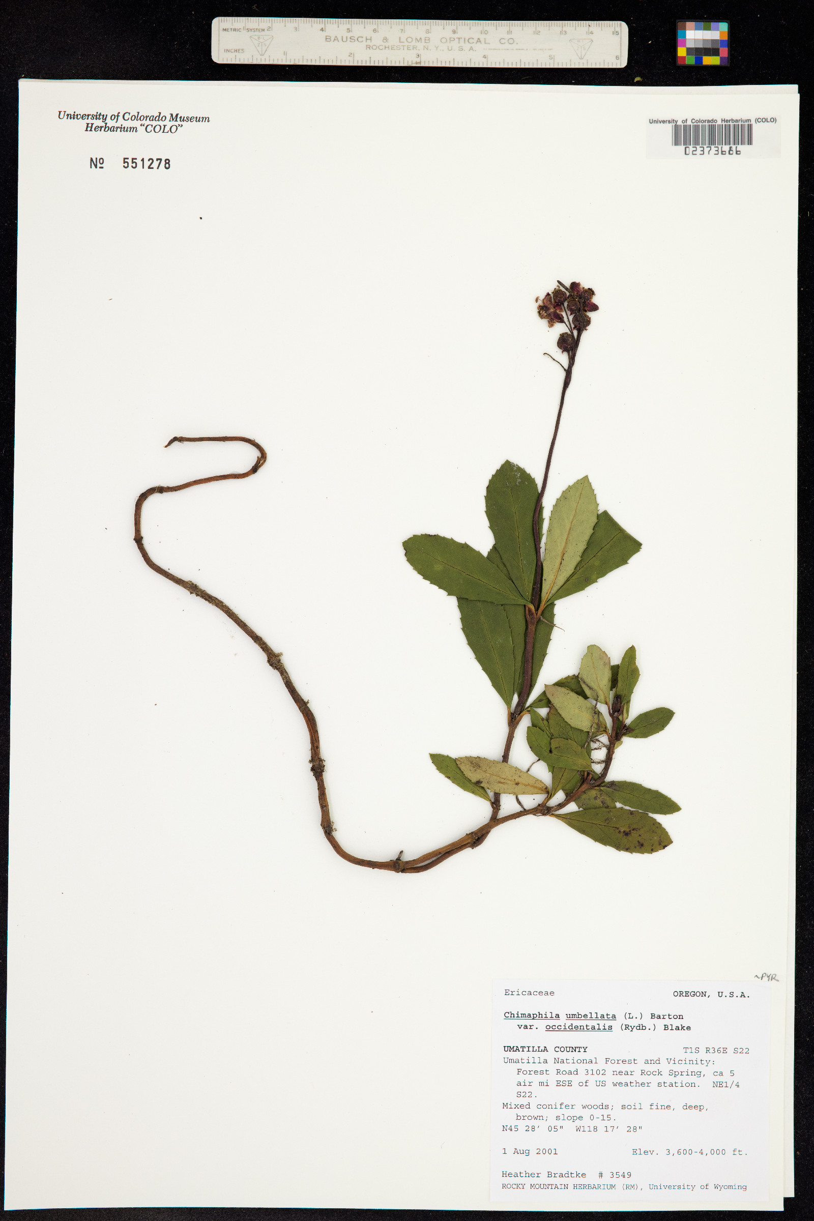 Chimaphila umbellata image