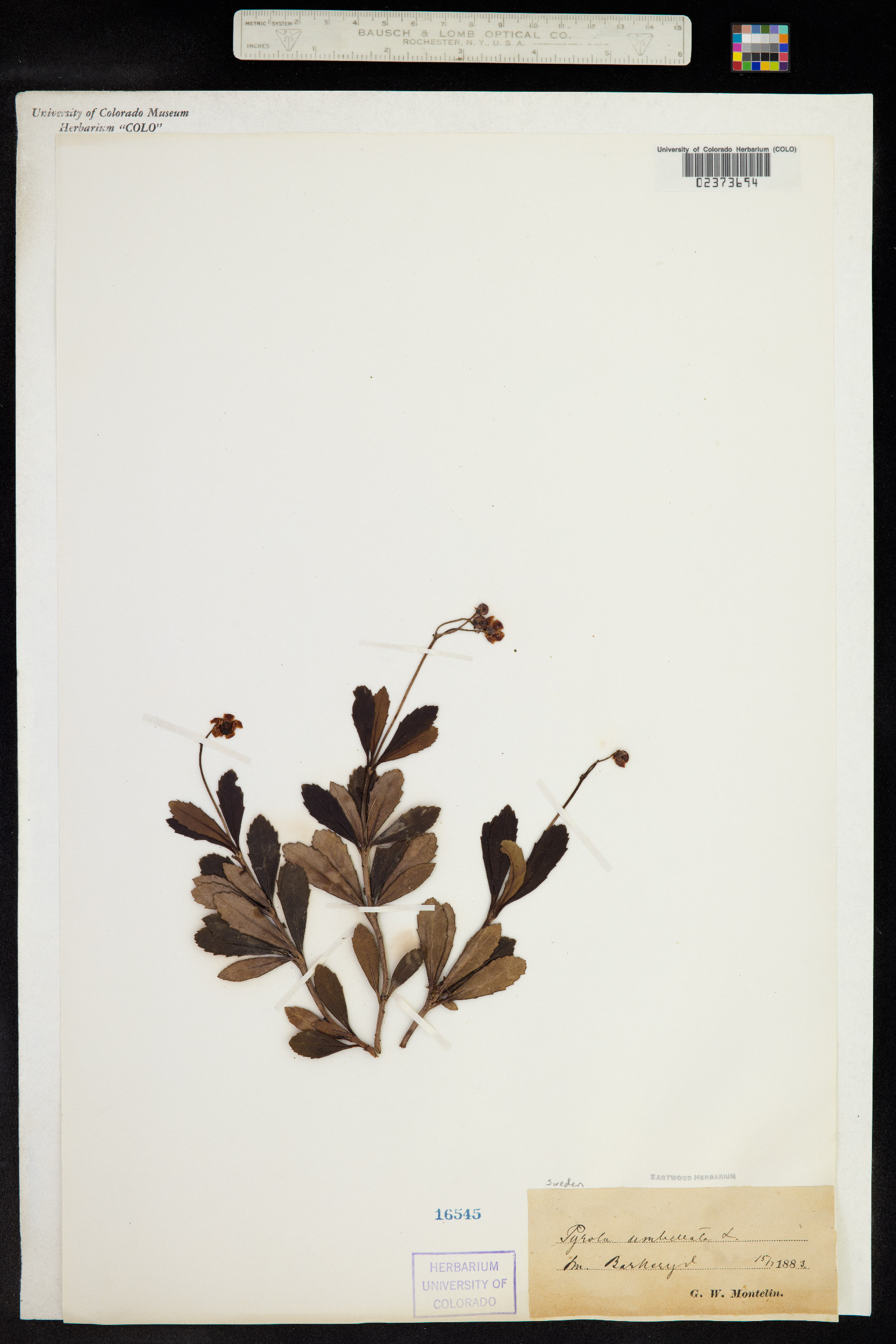 Chimaphila umbellata image