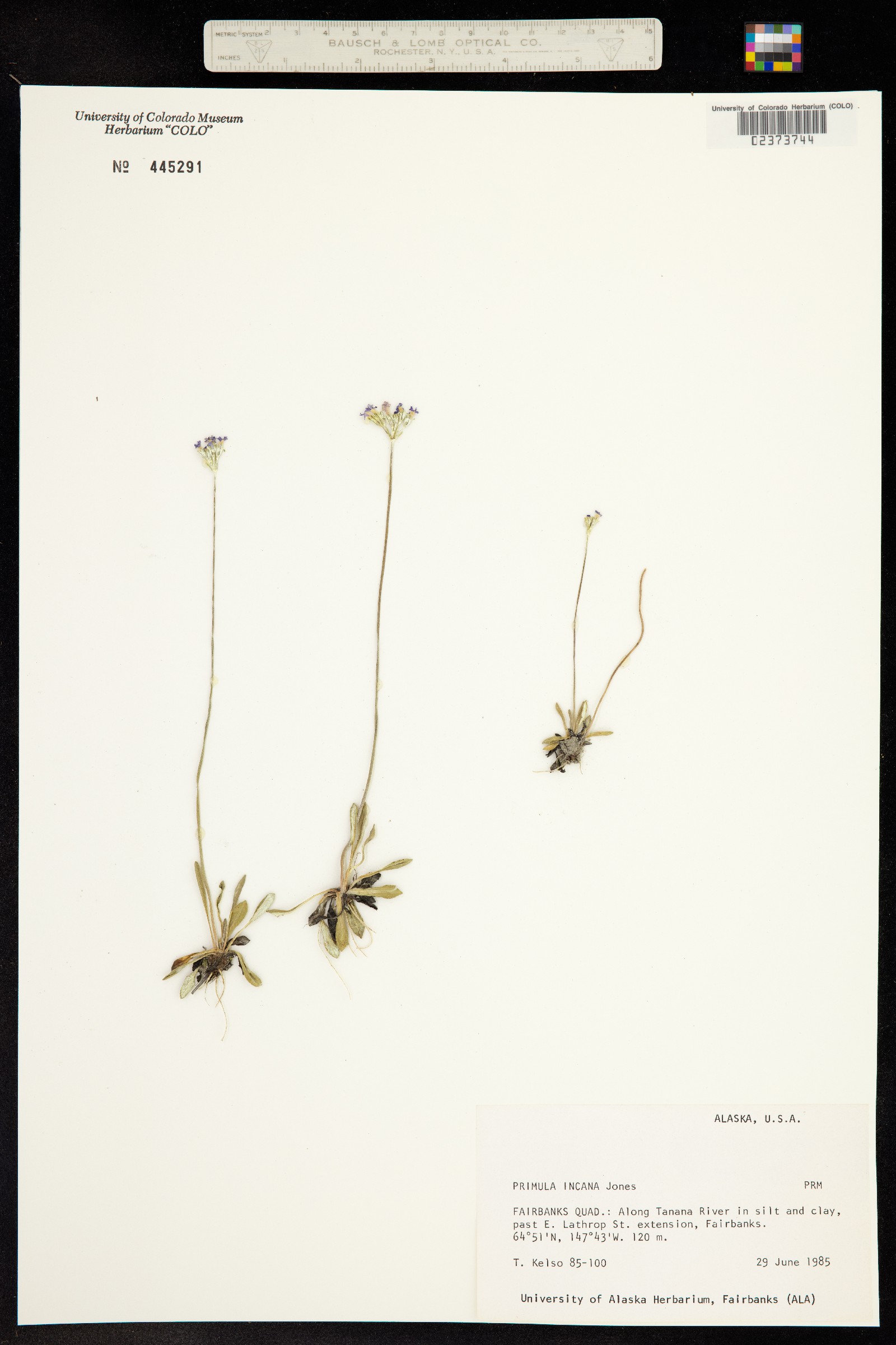 Primula incana image