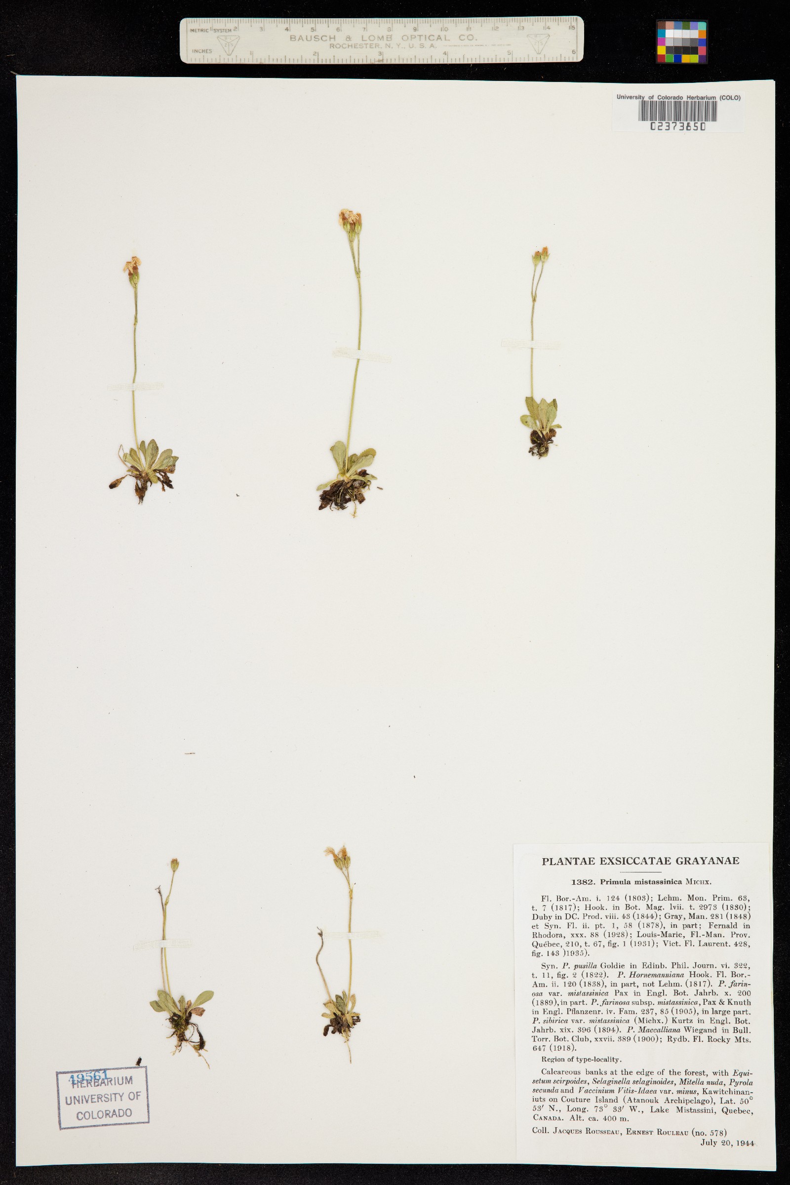 Primula mistassinica image