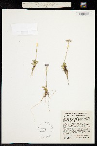 Image of Primula mistassinica