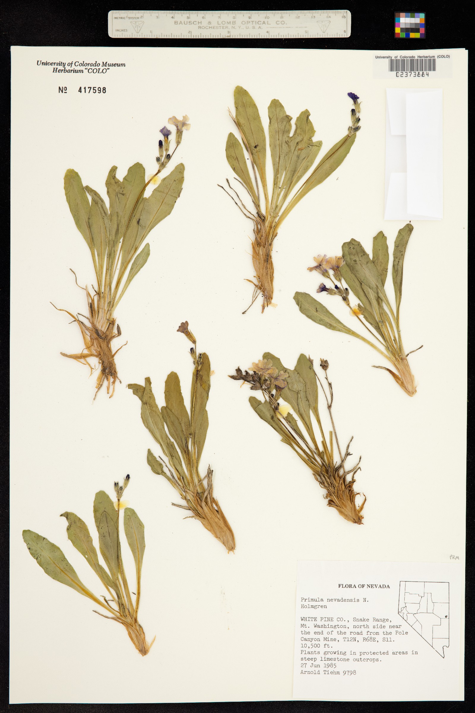 Primula cusickiana var. nevadensis image