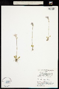 Image of Primula nutans