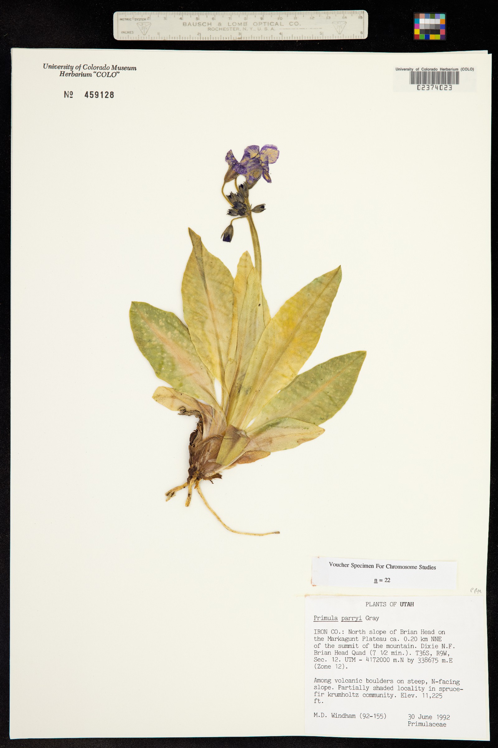 Primula image