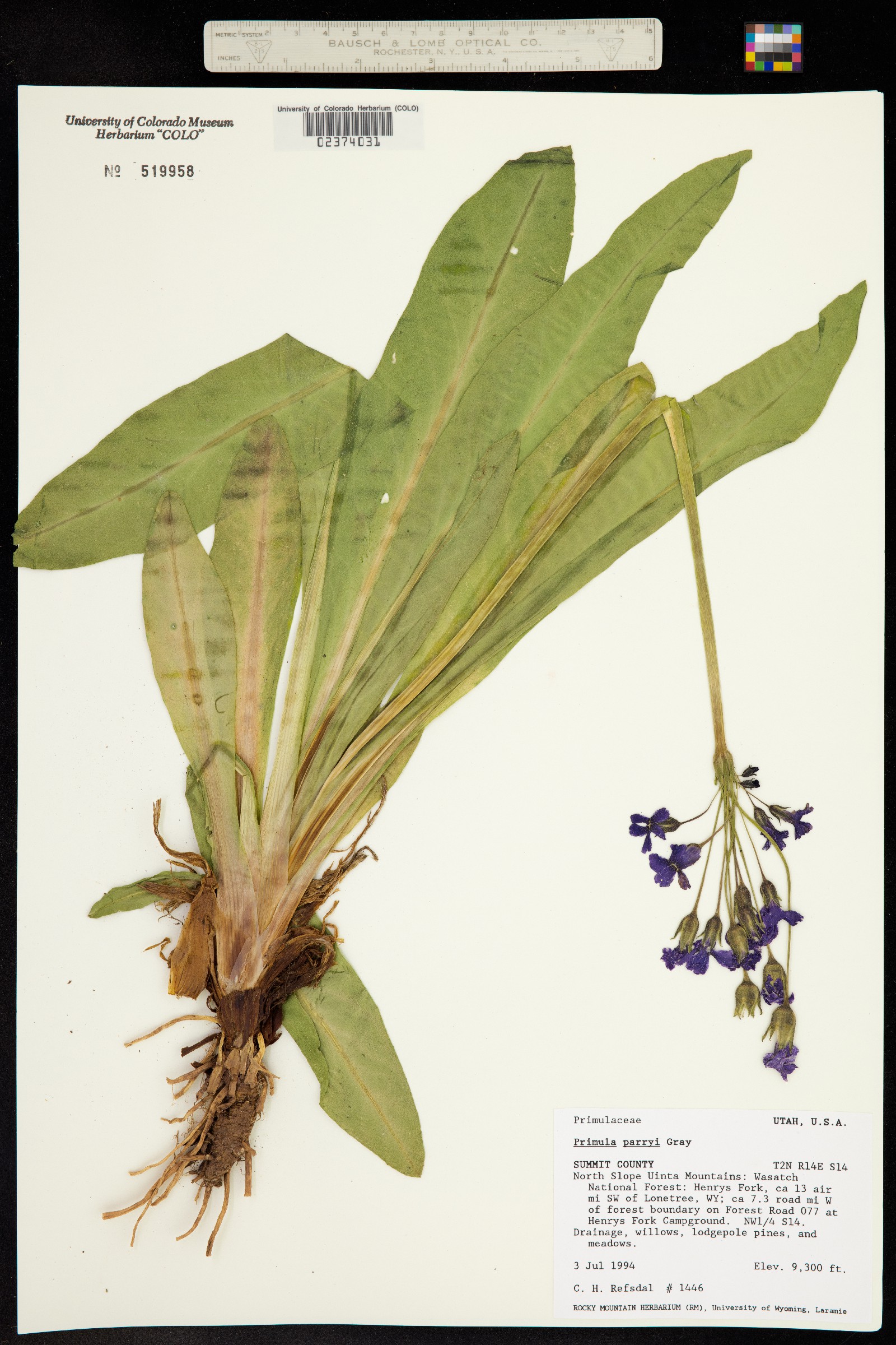 Primula parryi image
