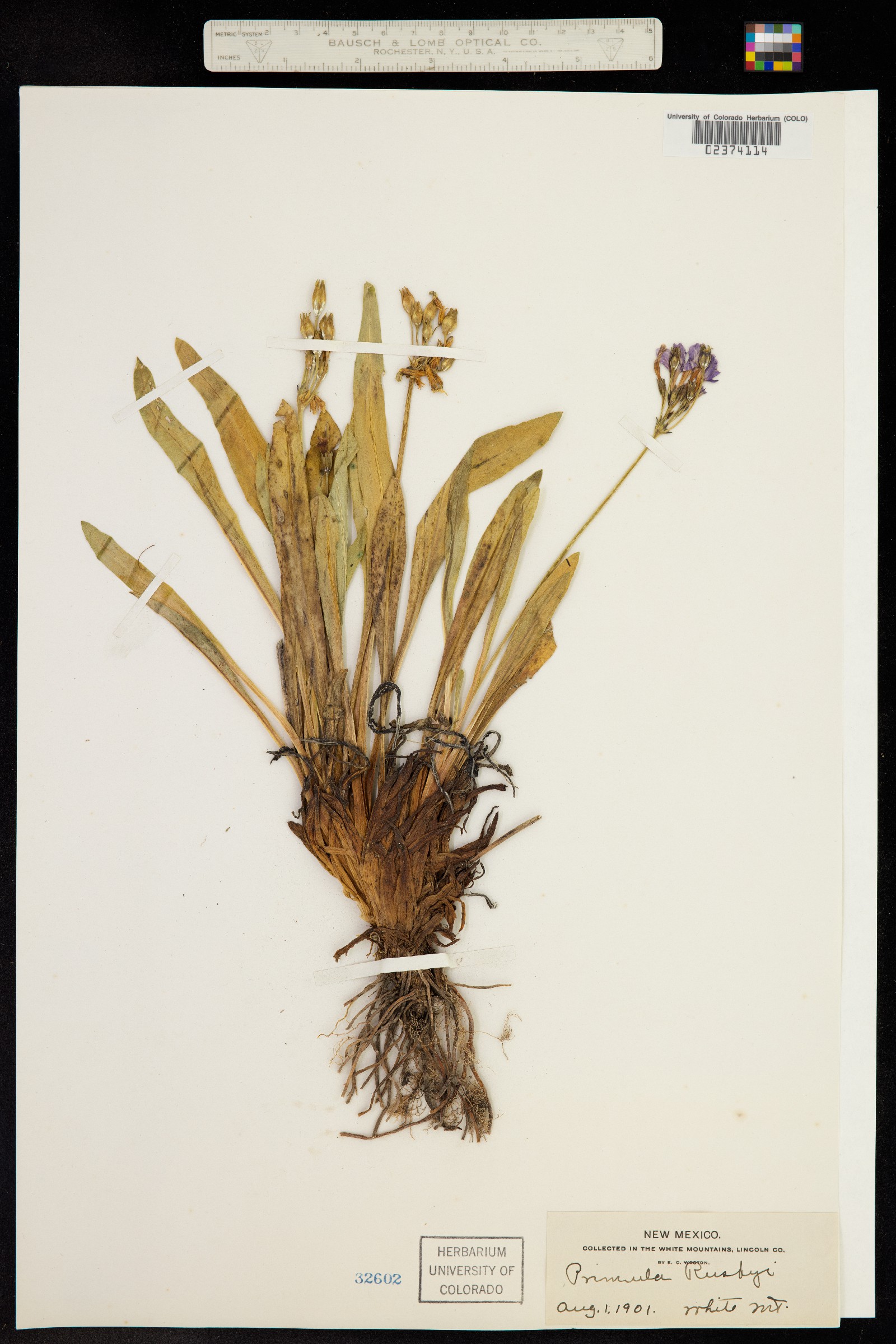 Primula rusbyi image