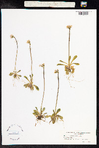 Primula stricta image
