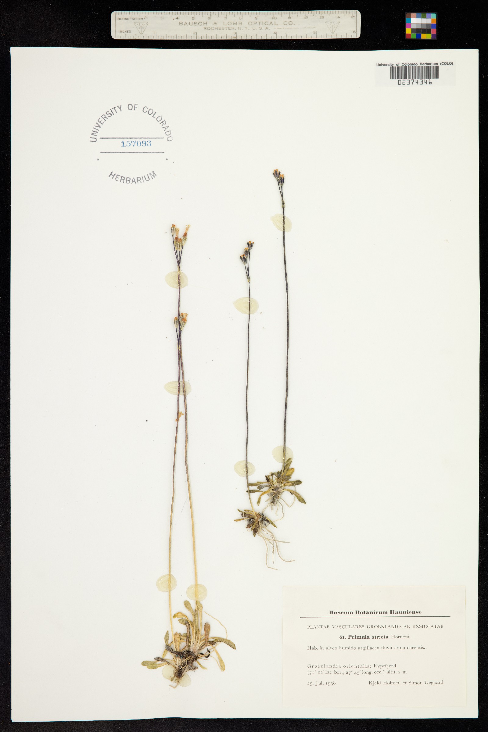 Primula stricta image