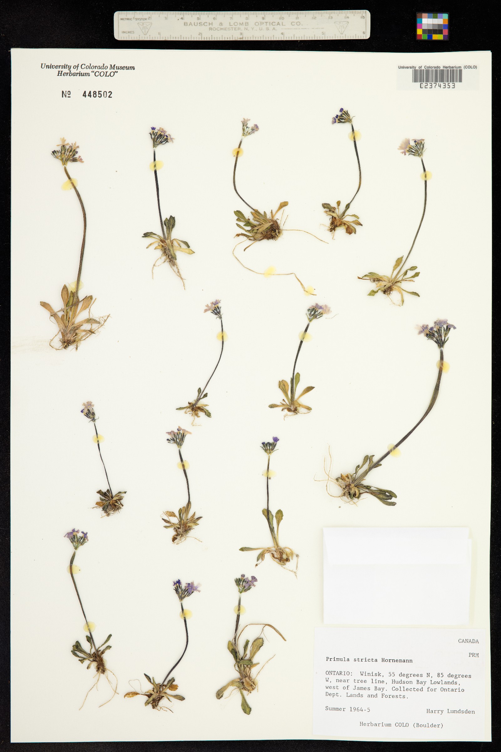 Primula stricta image