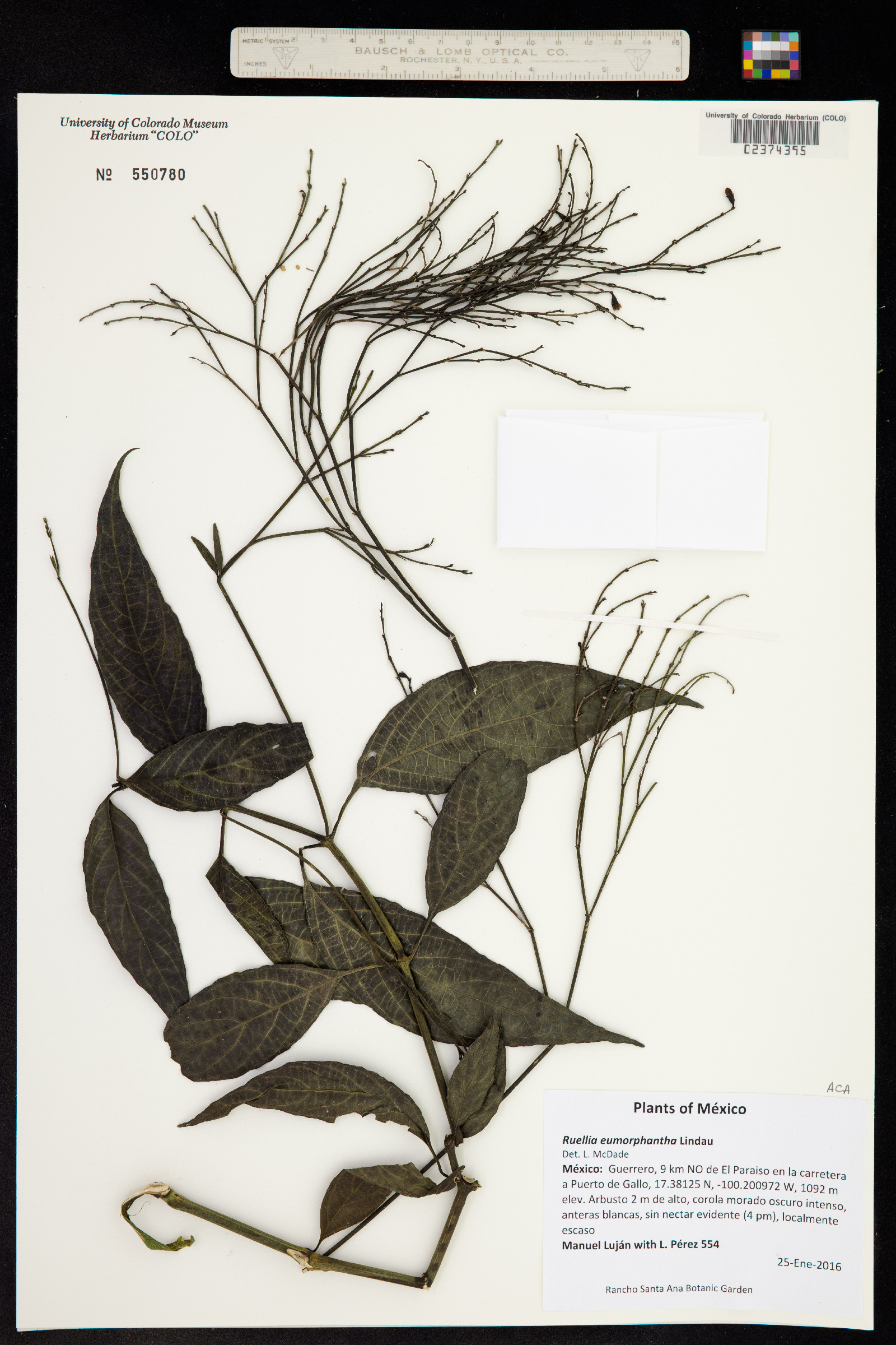 Ruellia eumorphantha image