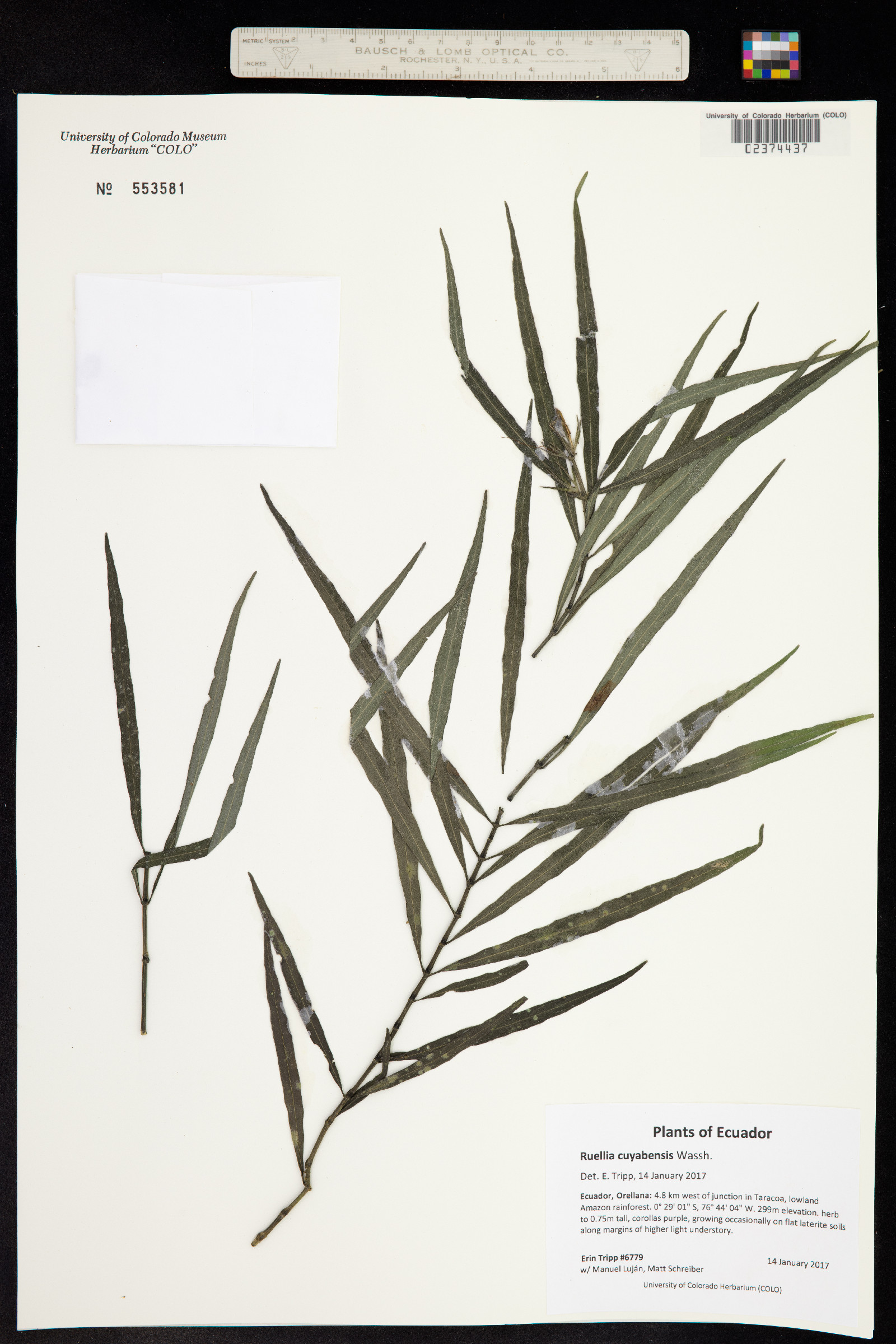 Ruellia cuyabensis image